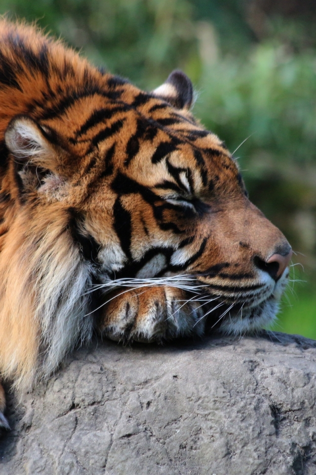 Descarga gratuita de fondo de pantalla para móvil de Animales, Gatos, Tigre.