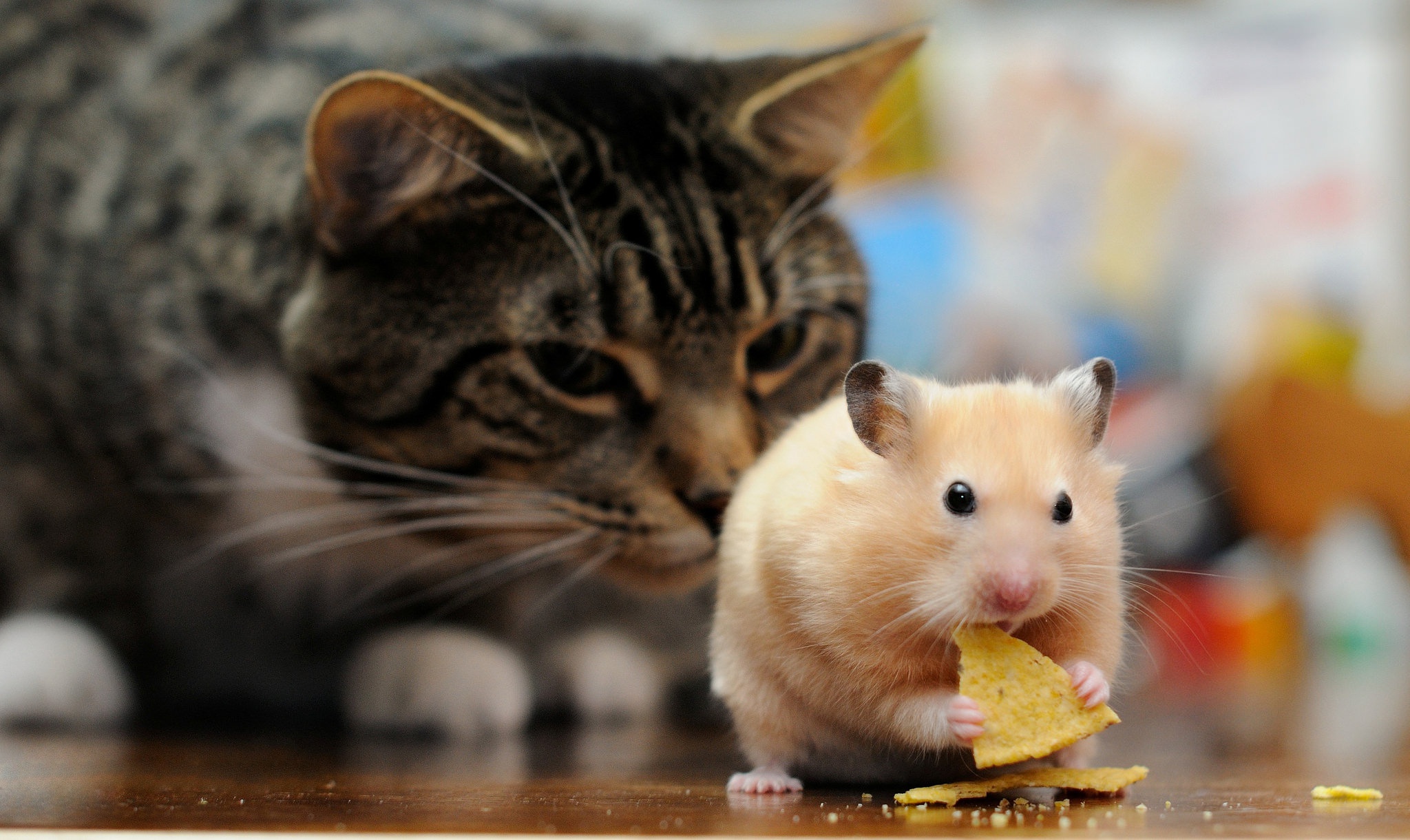 Download mobile wallpaper Cat, Blur, Animal, Rodent, Hamster for free.