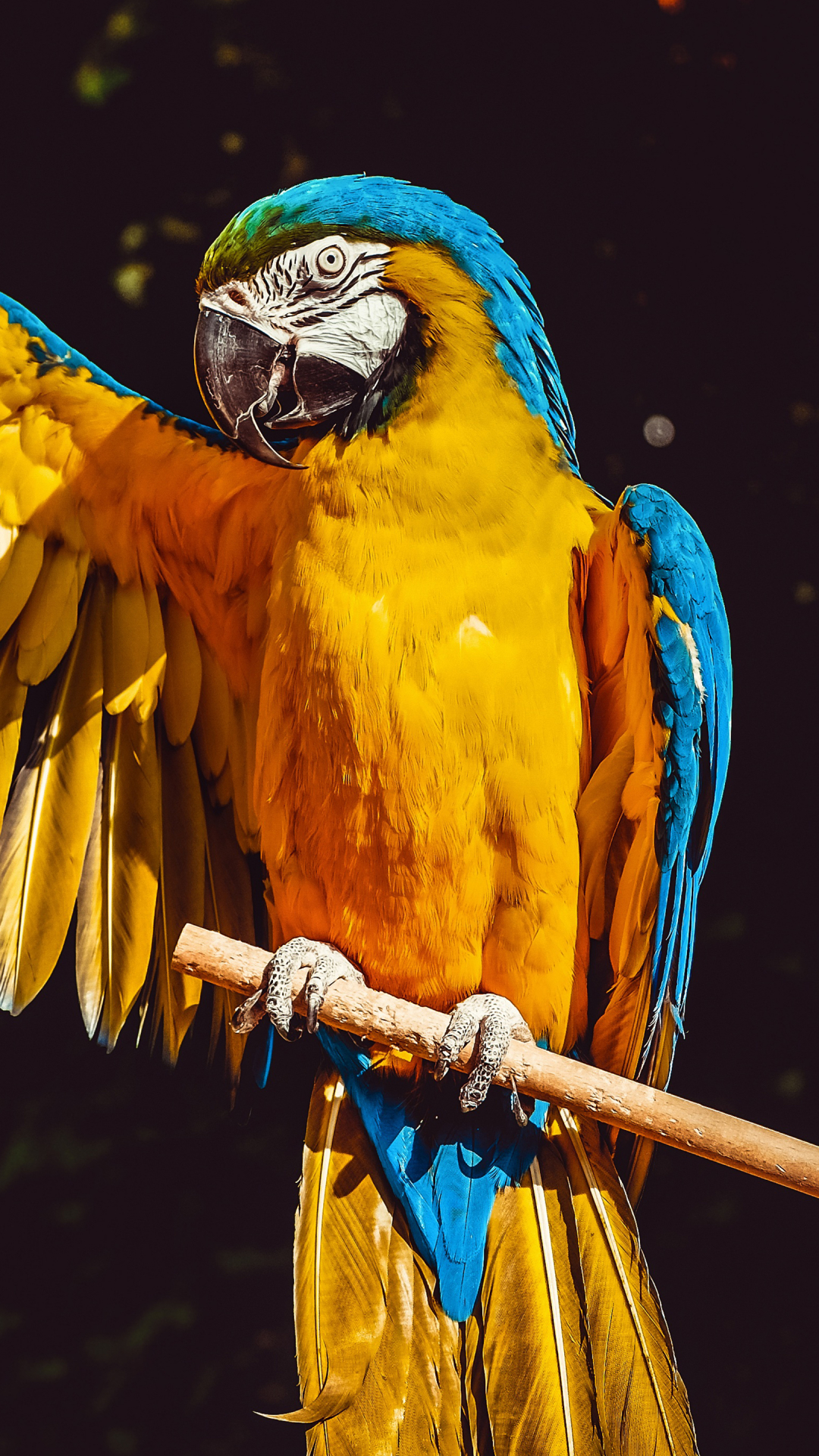 Скачати мобільні шпалери Птахи, Тварина, Ара, Папуга, Синьо Жовтий Ара безкоштовно.