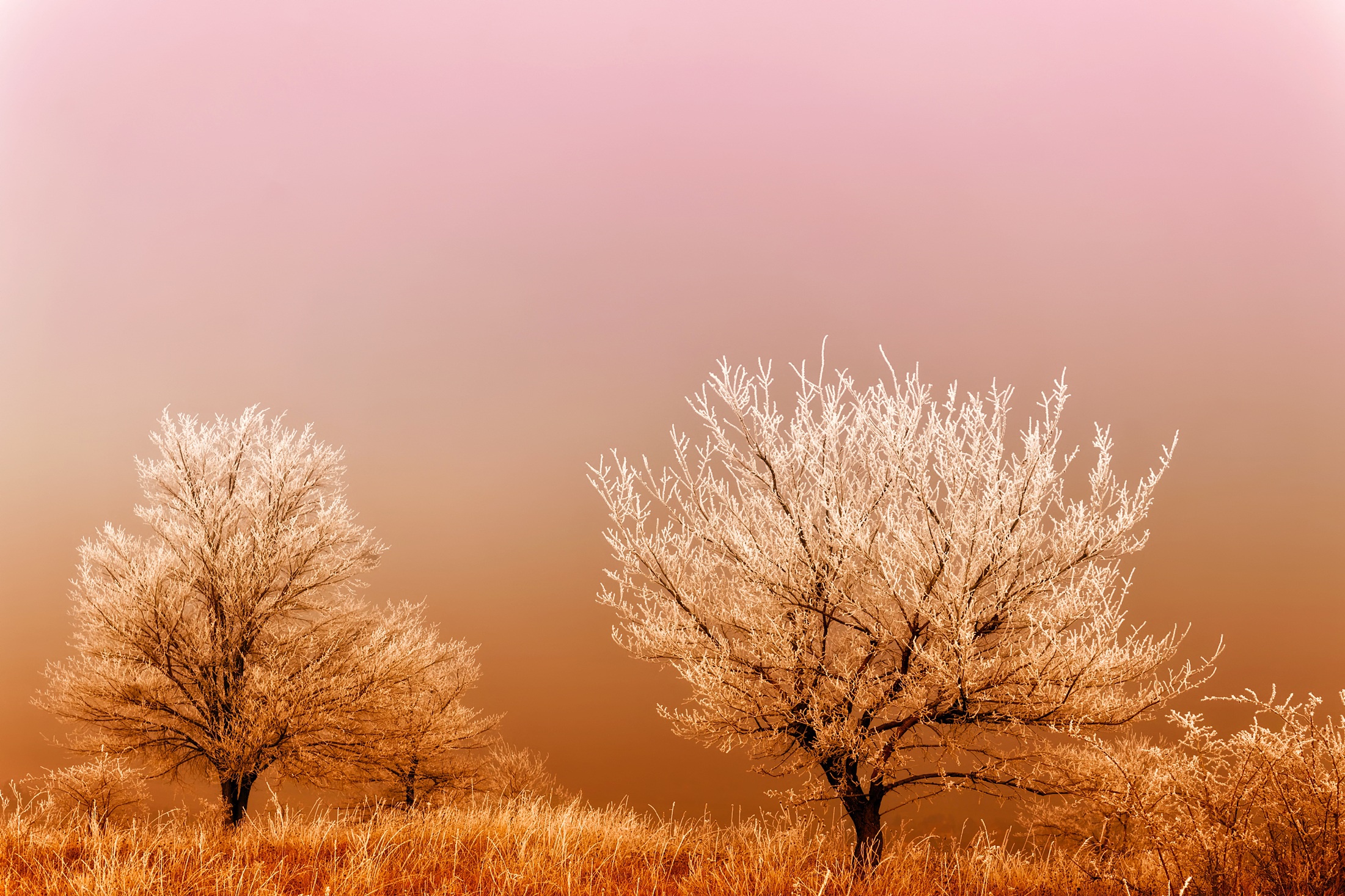 Free download wallpaper Winter, Nature, Trees, Grass, Tree, Earth, Orange (Color) on your PC desktop