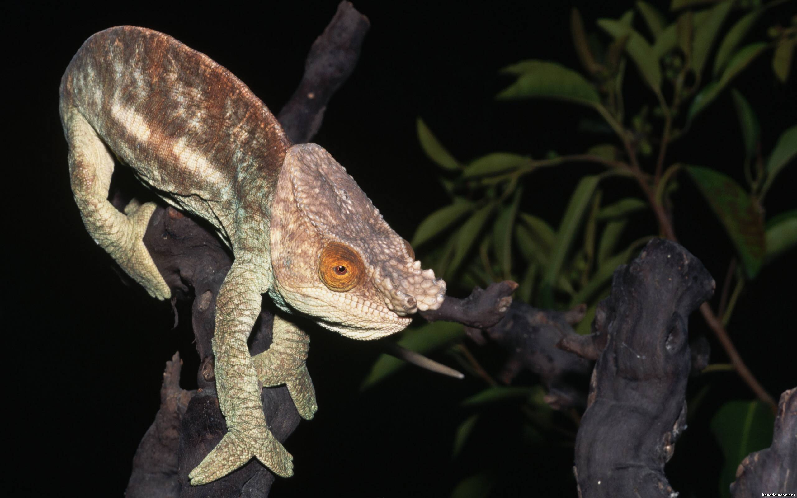 Download mobile wallpaper Animal, Lizard, Chameleon, Reptiles for free.