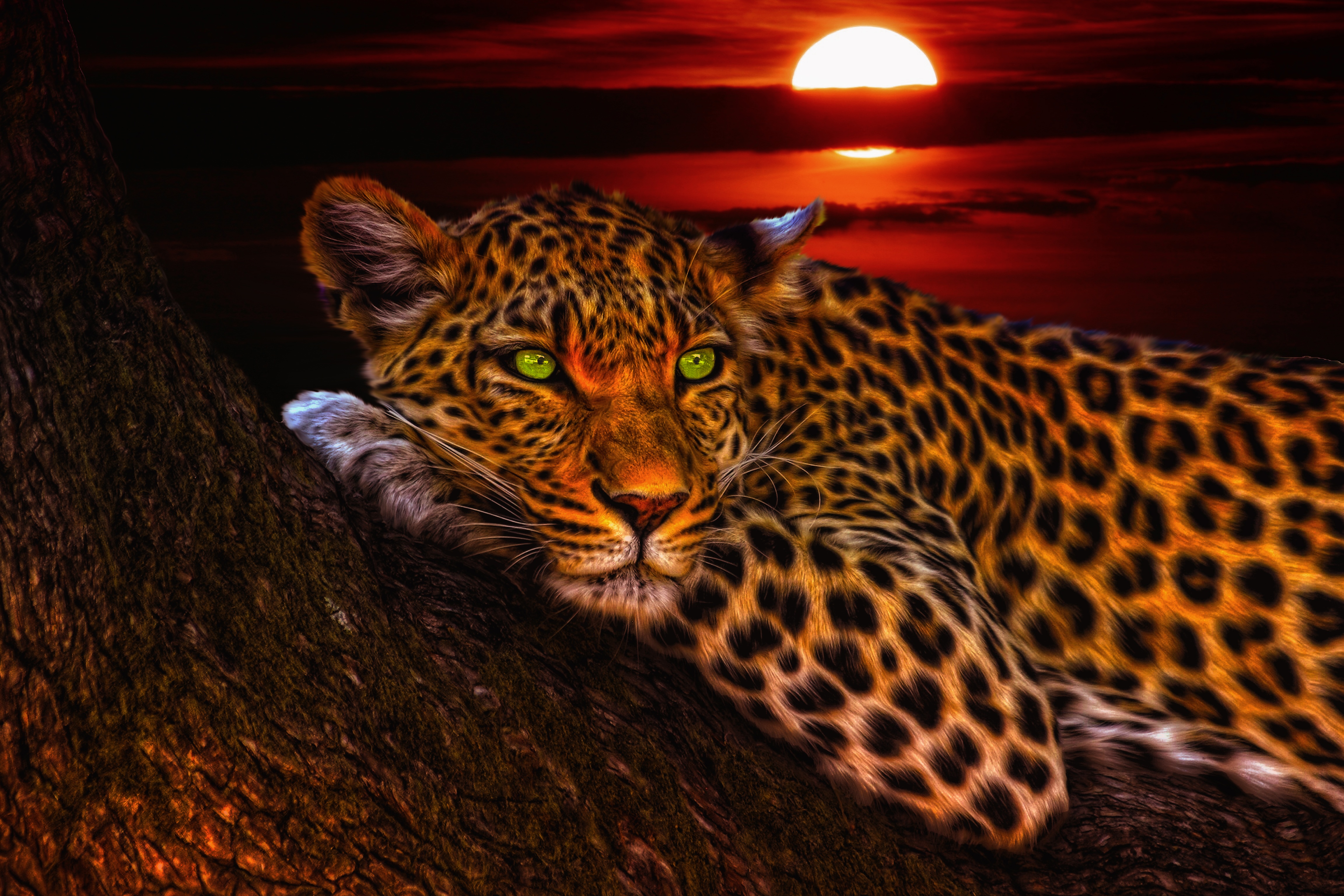 Handy-Wallpaper Tiere, Katzen, Leopard, Baum, Grüne Augen, Sonnenuntergang, Sonne kostenlos herunterladen.