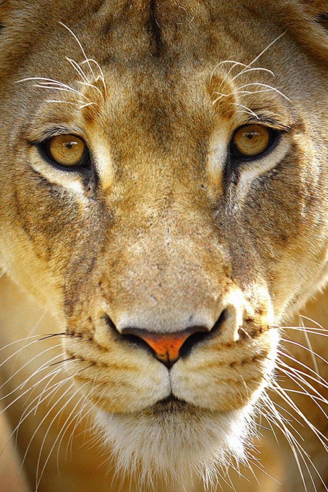 Download mobile wallpaper Cats, Close Up, Lion, Lioness, Animal for free.