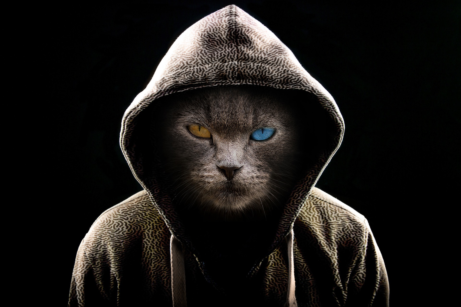 Free download wallpaper Cat, Hoodie, Photography, Heterochromia, Manipulation on your PC desktop