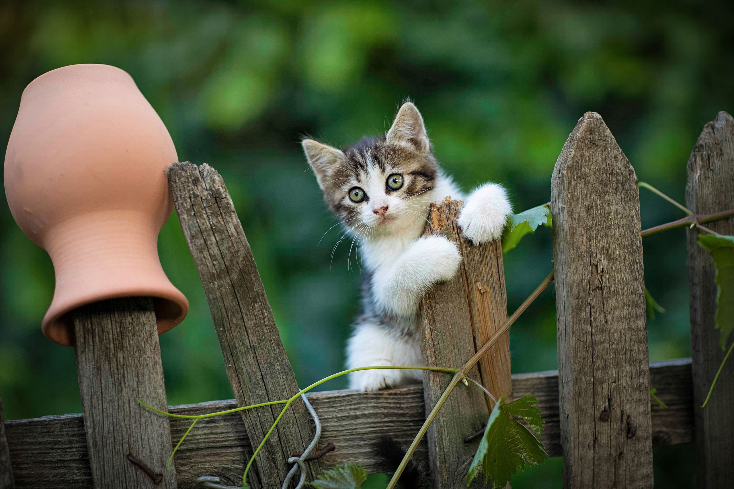 PCデスクトップに動物, ネコ, 猫, 子猫, 赤ちゃん動物画像を無料でダウンロード