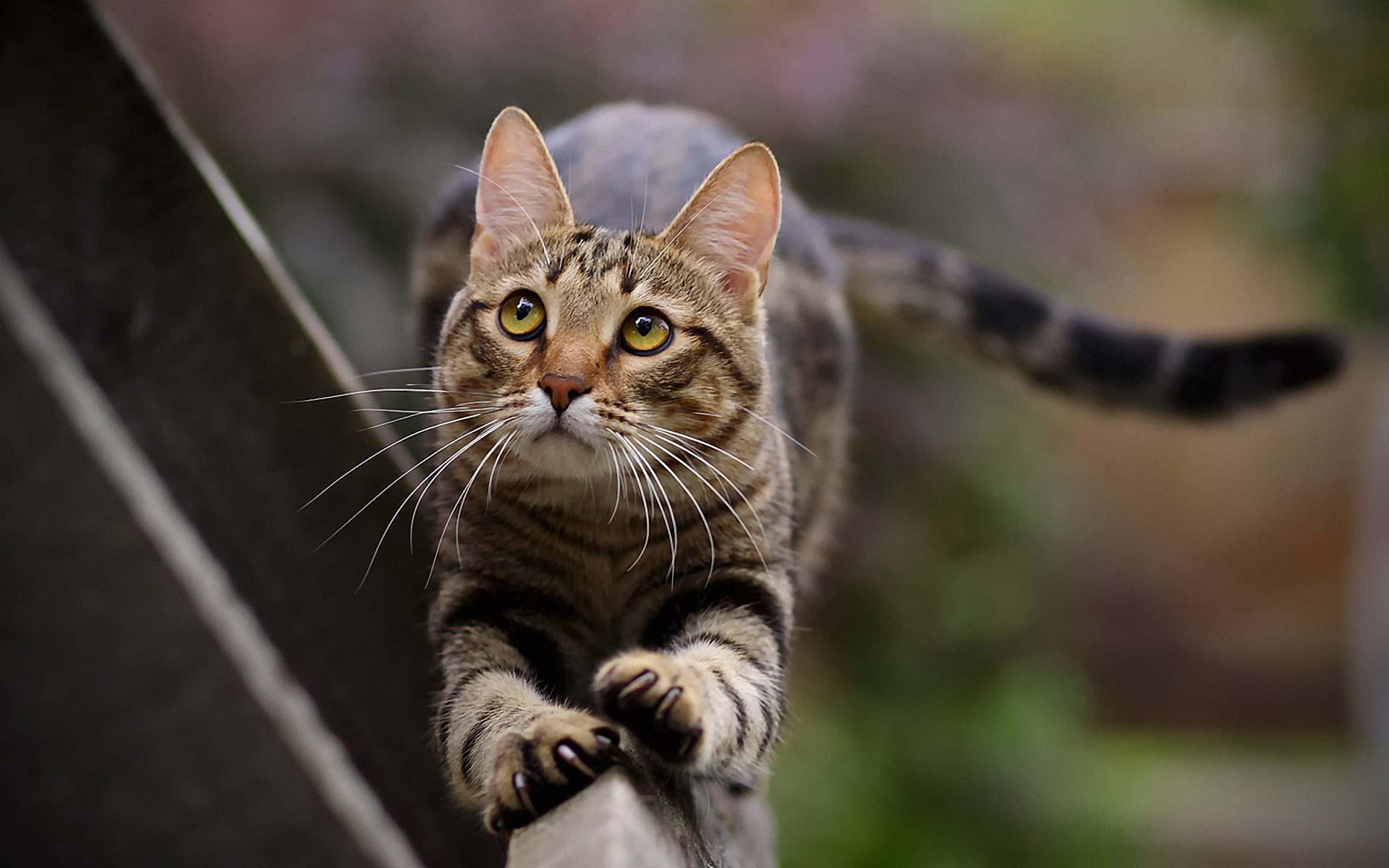 PCデスクトップに動物, ネコ, 猫画像を無料でダウンロード