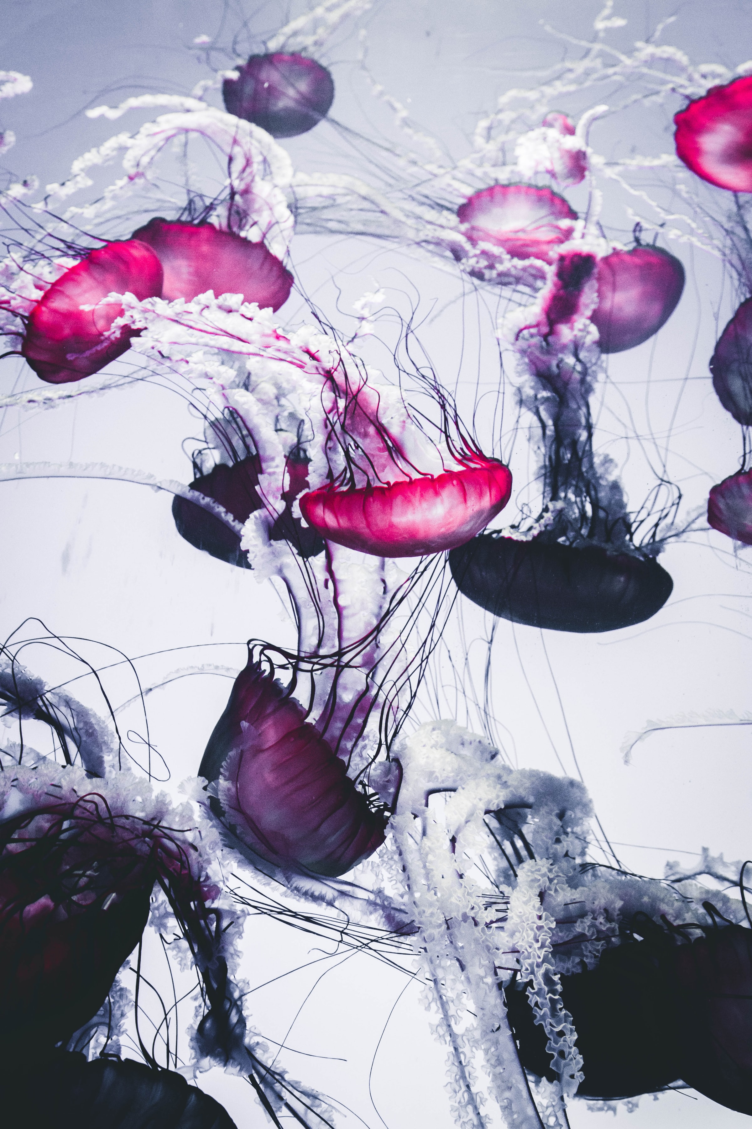 141444 Hintergrundbild herunterladen tiere, jellyfish, weiß, tentakel, hübsch, es ist wunderschön - Bildschirmschoner und Bilder kostenlos