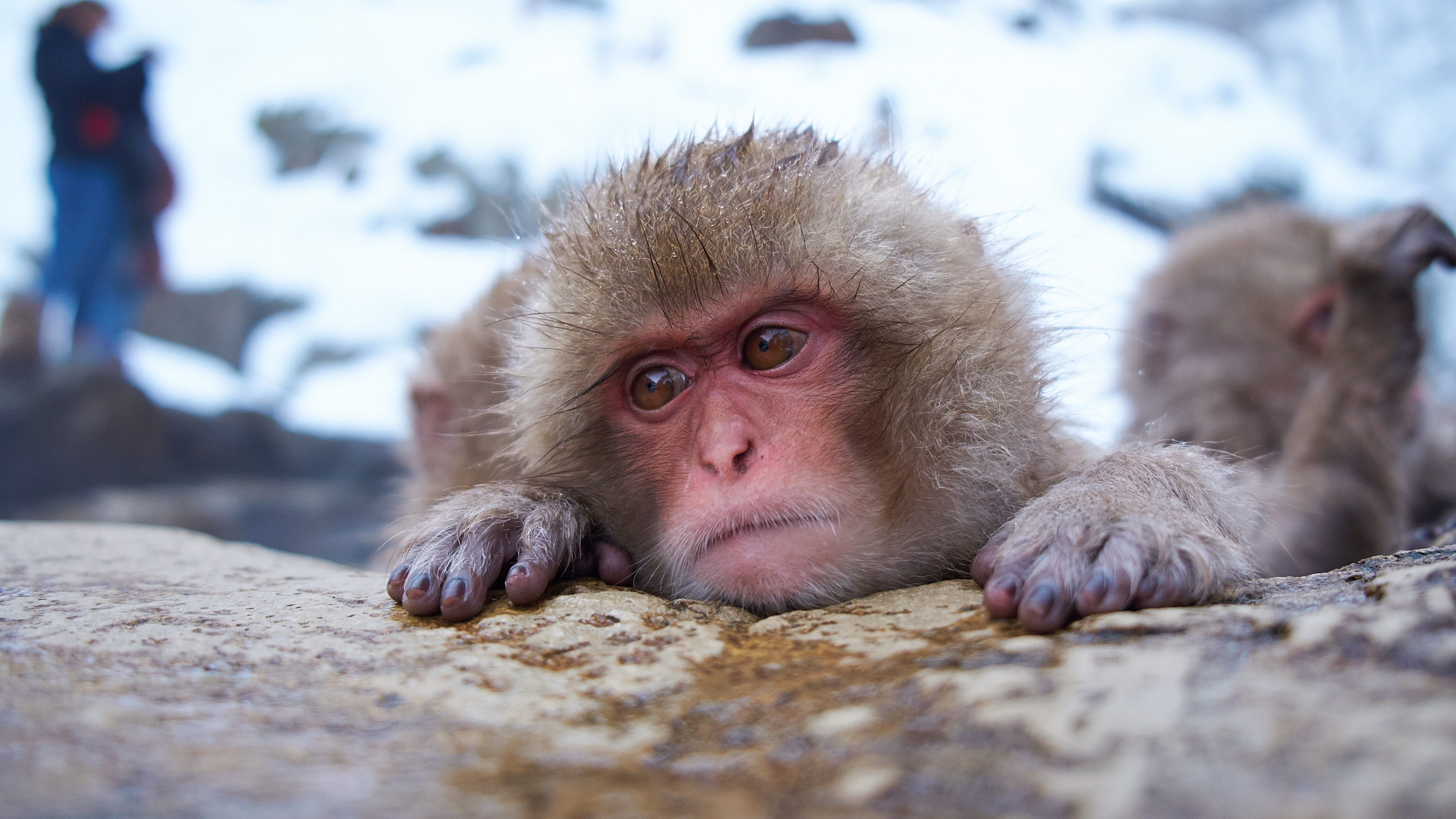 Descarga gratuita de fondo de pantalla para móvil de Macaca Fuscata, Monos, Animales.