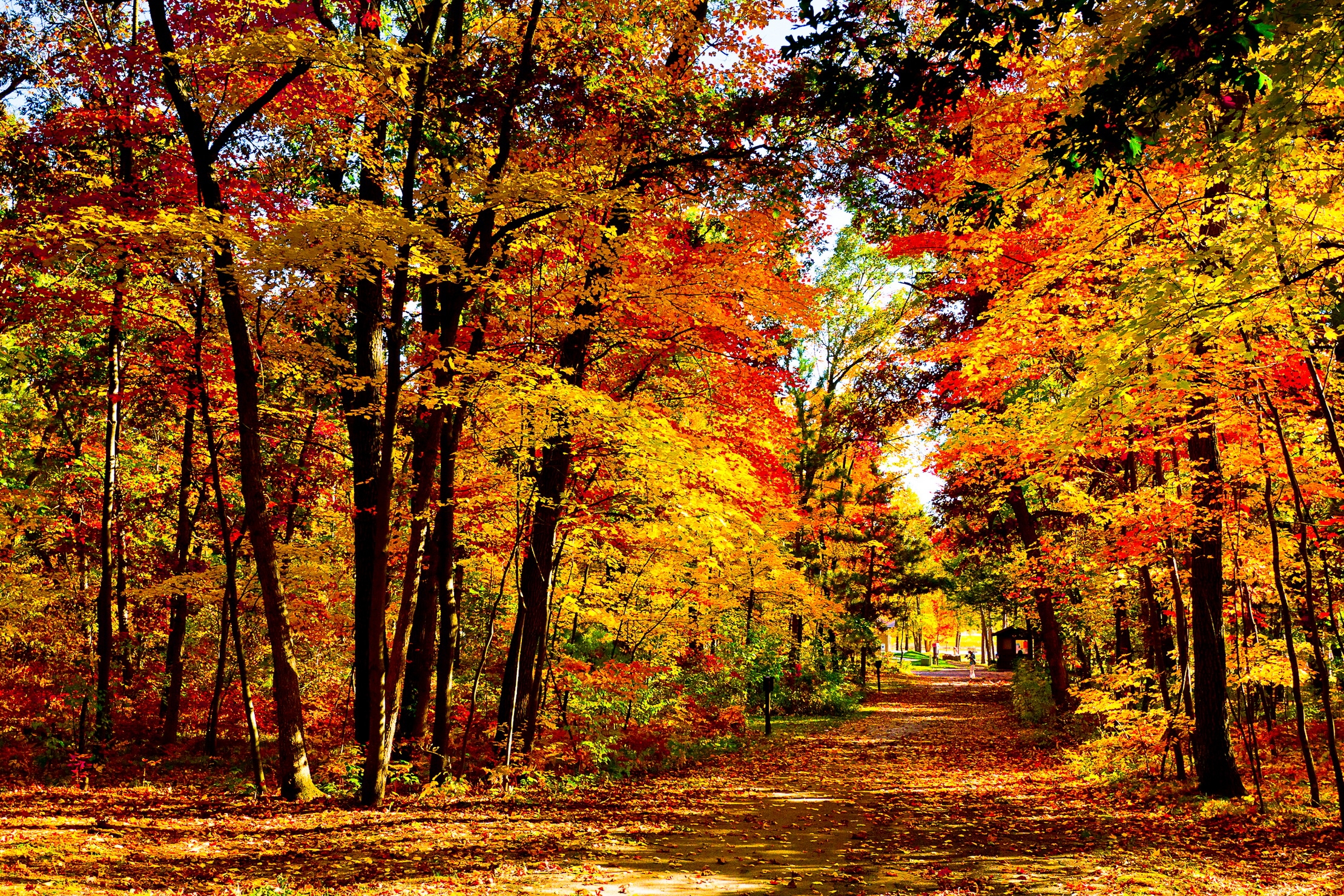 desktop Images trees, nature, autumn, usa, road, forest, leaf fall, fall, united states, brightly, wisconsin