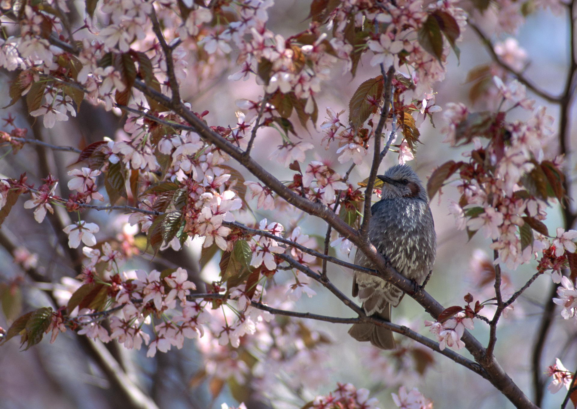 Free download wallpaper Birds, Bird, Animal on your PC desktop