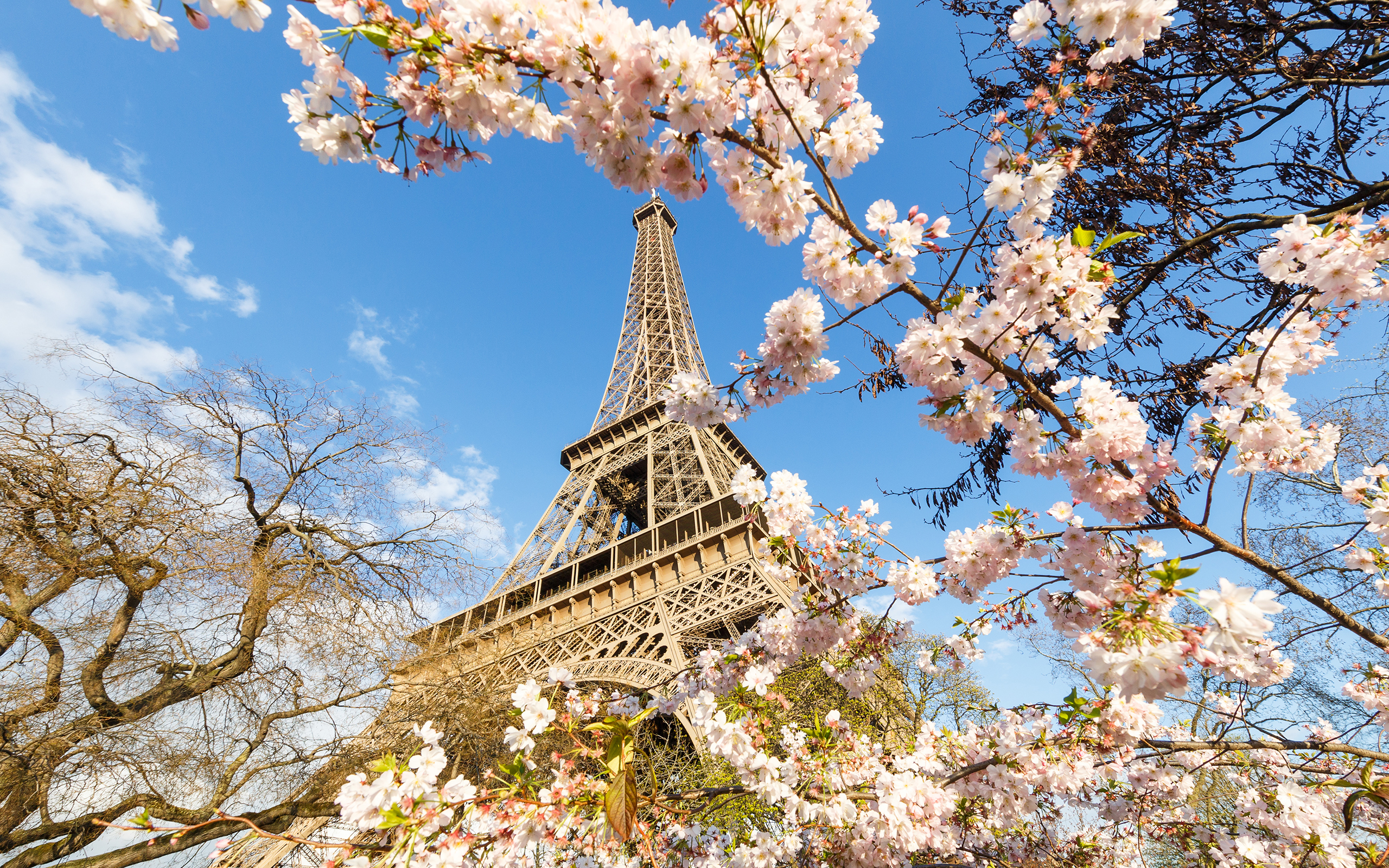 382772 скачать обои париж, франция, весна, эйфелева башня, памятник, розовый цветок, цветущие, сделано человеком, памятники - заставки и картинки бесплатно