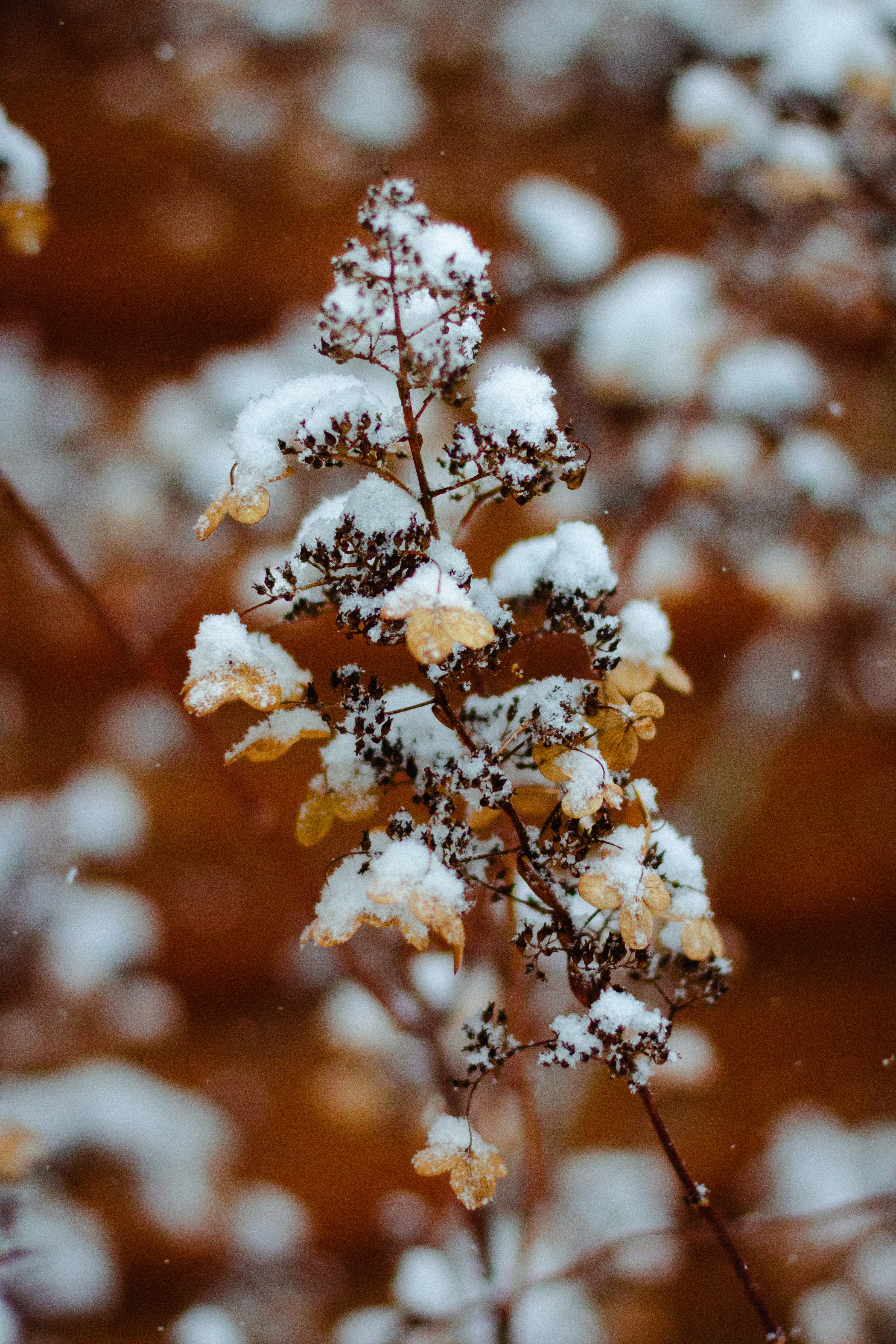 Download mobile wallpaper Snow, Branch, Winter, Macro, Plant for free.