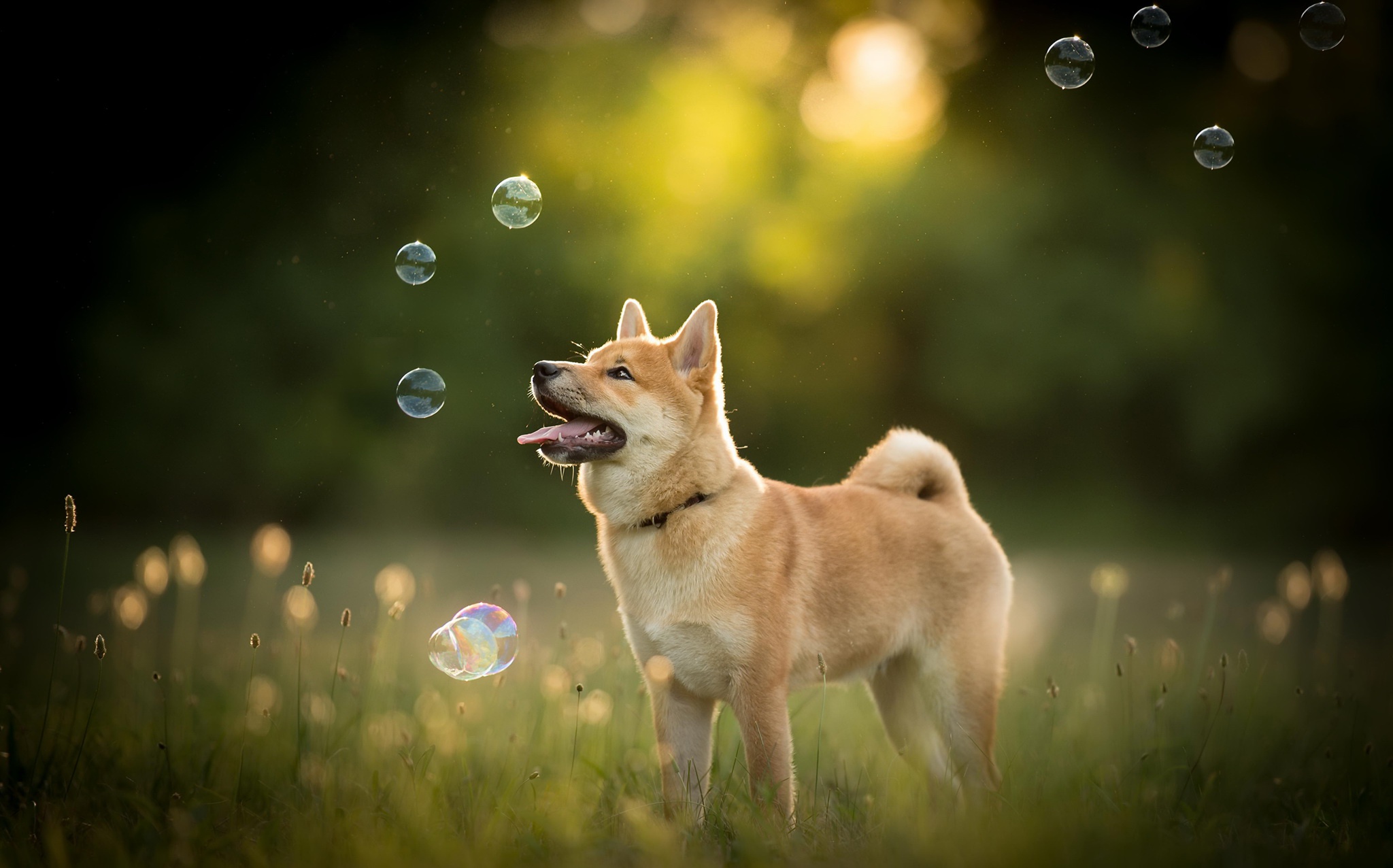 417232 скачать обои пузыри, животные, шиба ину, глубина резкости, собака, собаки - заставки и картинки бесплатно