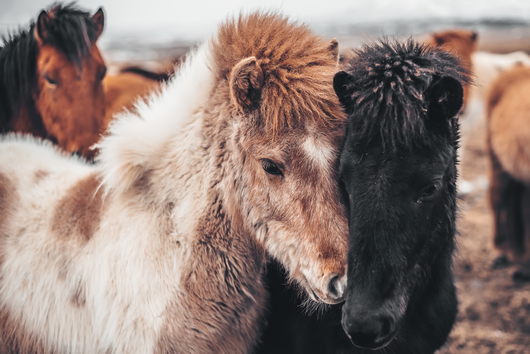PCデスクトップに動物, 馬, 愛する画像を無料でダウンロード