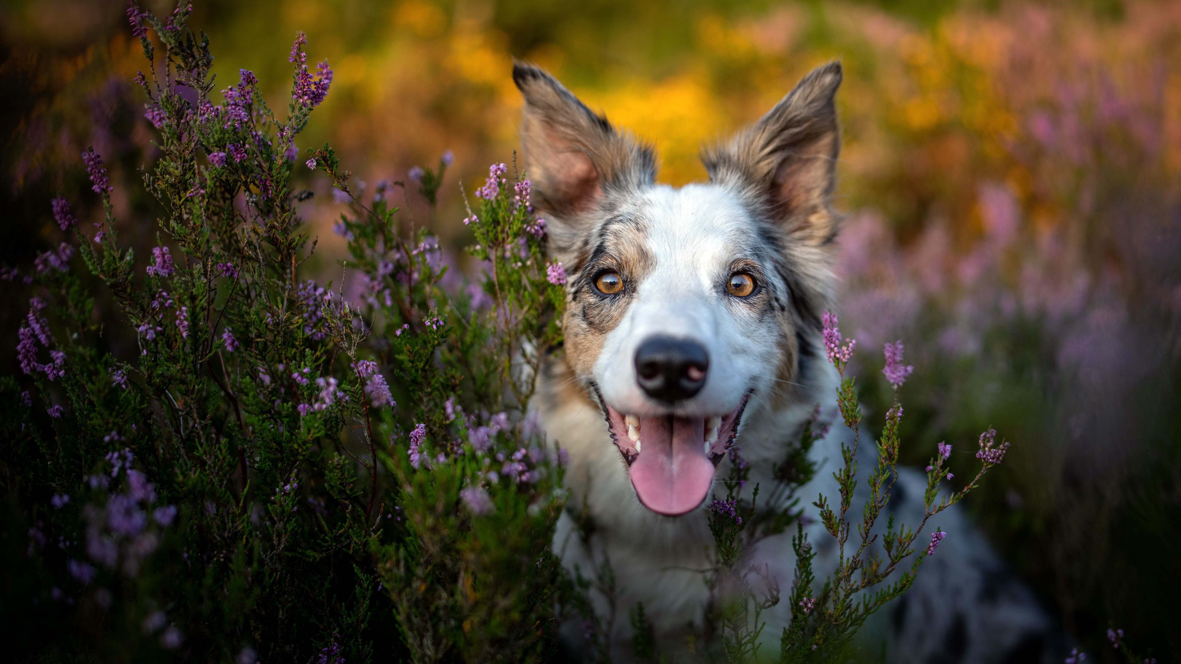 Baixar papel de parede para celular de Cães, Cão, Animais gratuito.