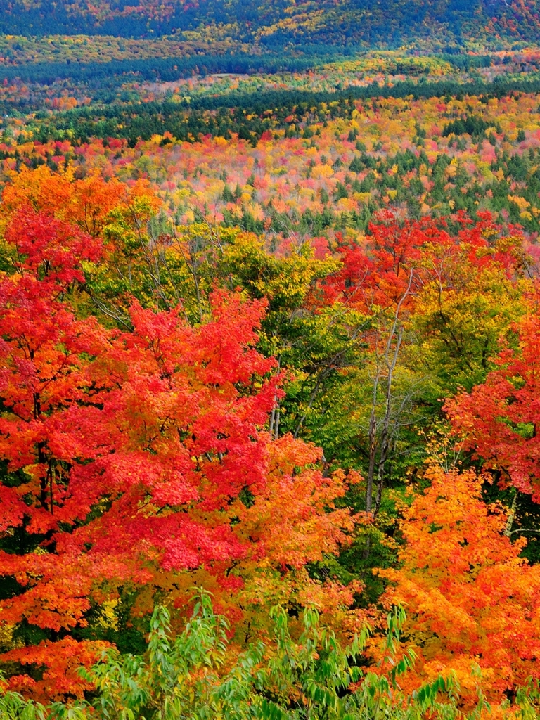 無料モバイル壁紙自然, 木, 秋, 森, 地球, 色をダウンロードします。