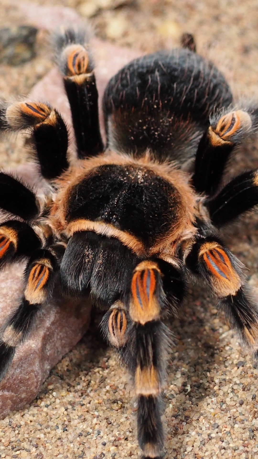 Download mobile wallpaper Spiders, Animal, Spider, Tarantula, Arachnid for free.
