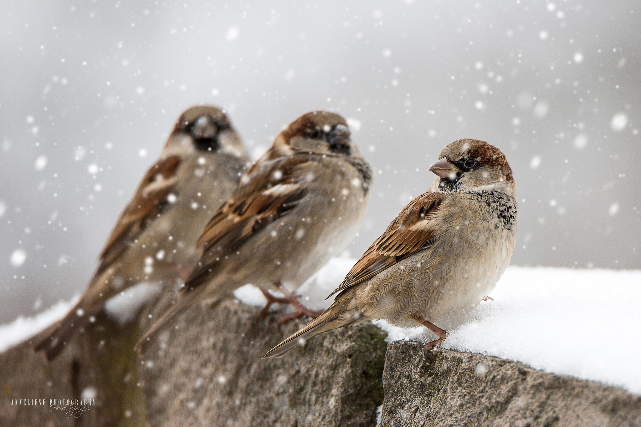 Free download wallpaper Winter, Birds, Sparrow, Animal, Snowfall, Passerine on your PC desktop
