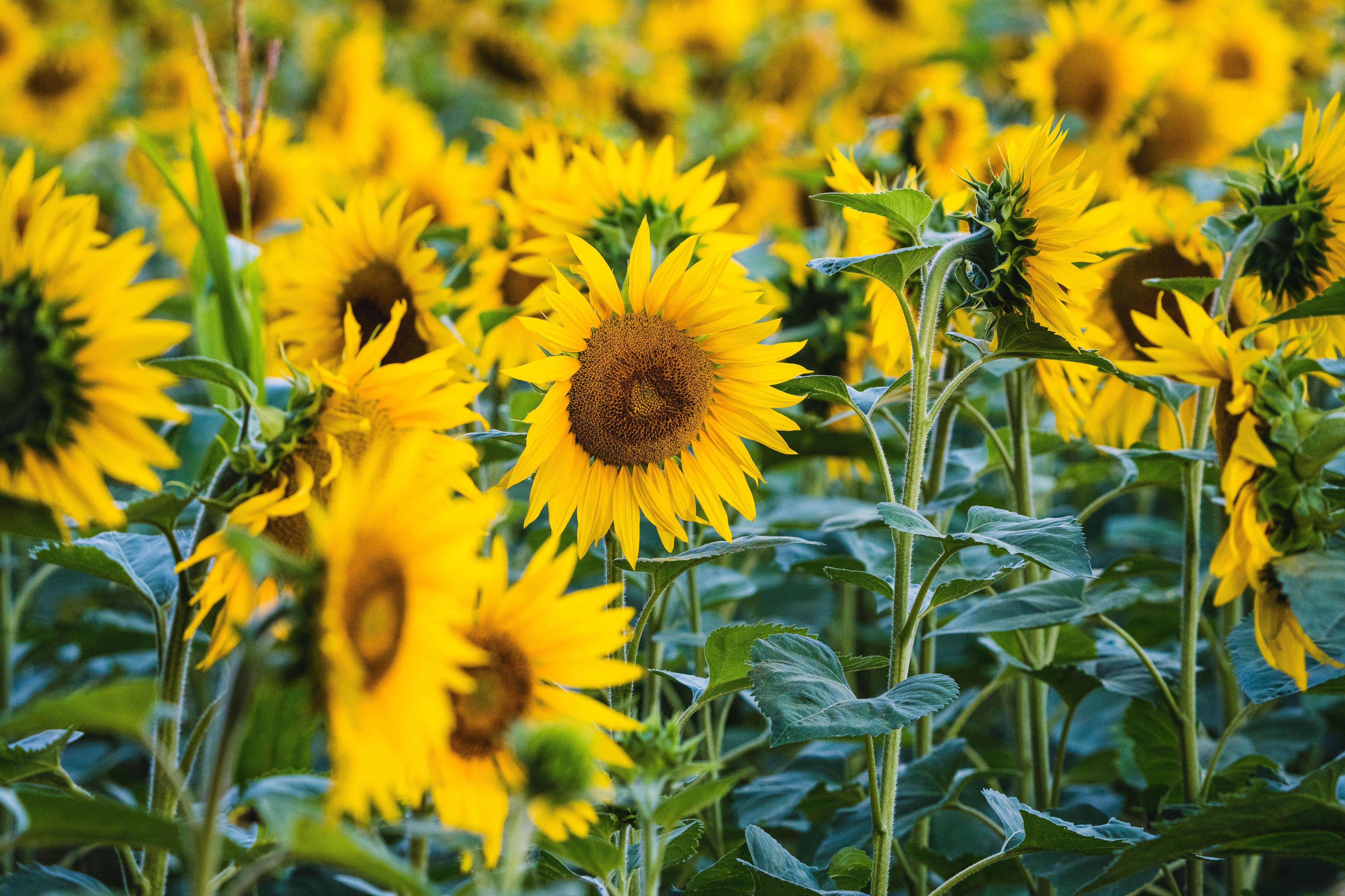field, sunflower, flowers, yellow, flower, petals Full HD
