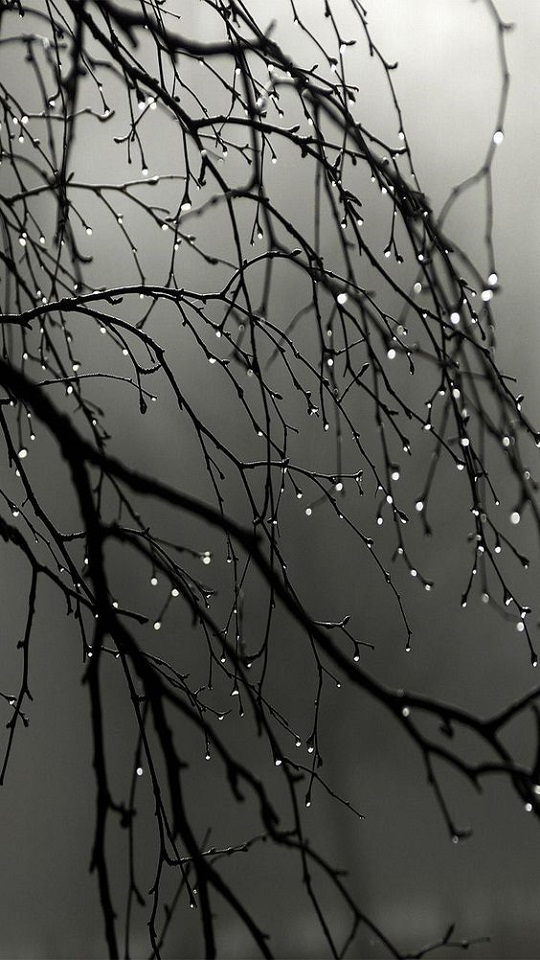 Download mobile wallpaper Nature, Fog, Branch, Earth, Water Drop, Black & White for free.
