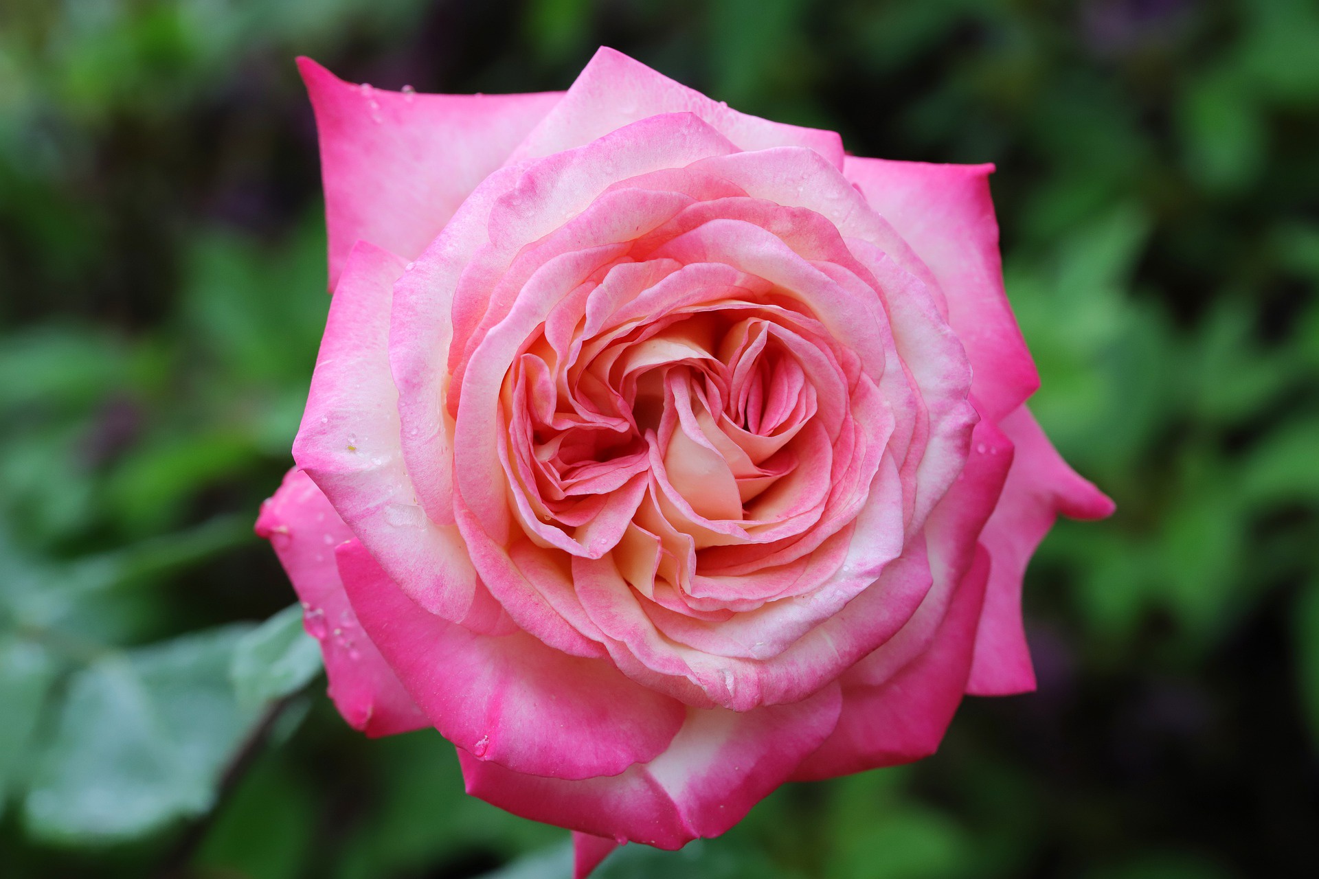 Téléchargez gratuitement l'image Fleurs, Rose, Terre/nature sur le bureau de votre PC