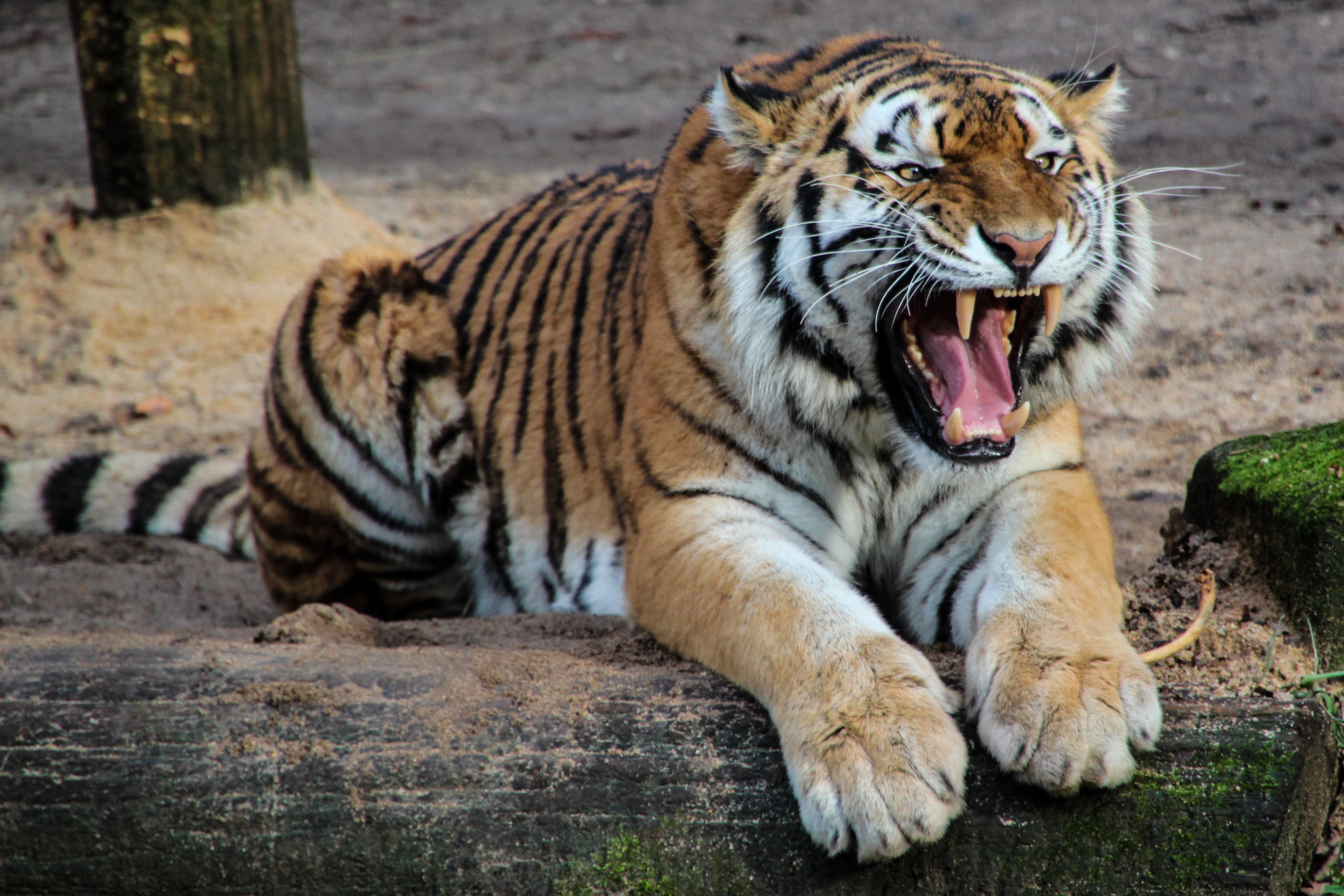 big cat, animals, aggression, grin, predator, tiger