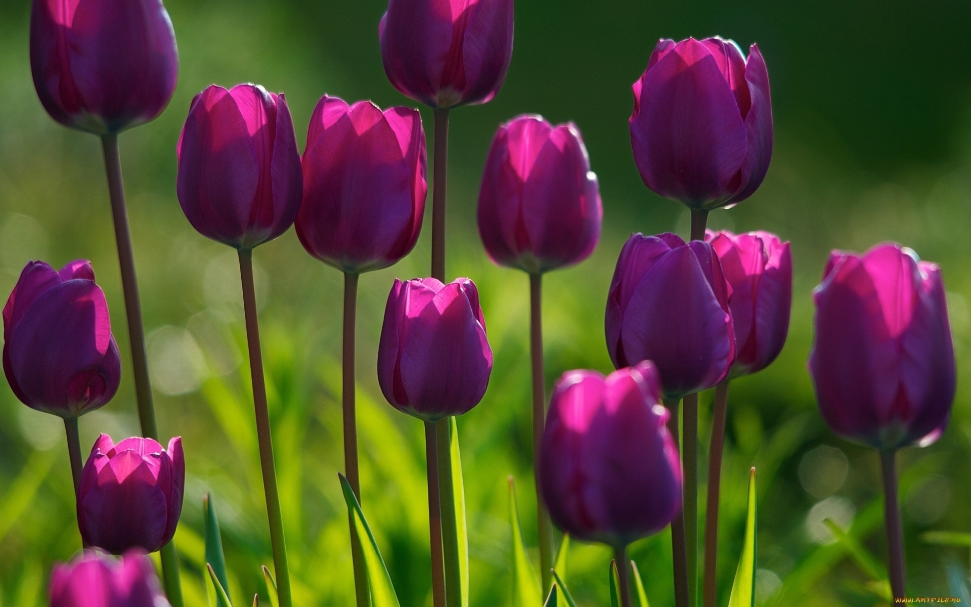Descarga gratuita de fondo de pantalla para móvil de Tulipanes, Flores, Plantas.