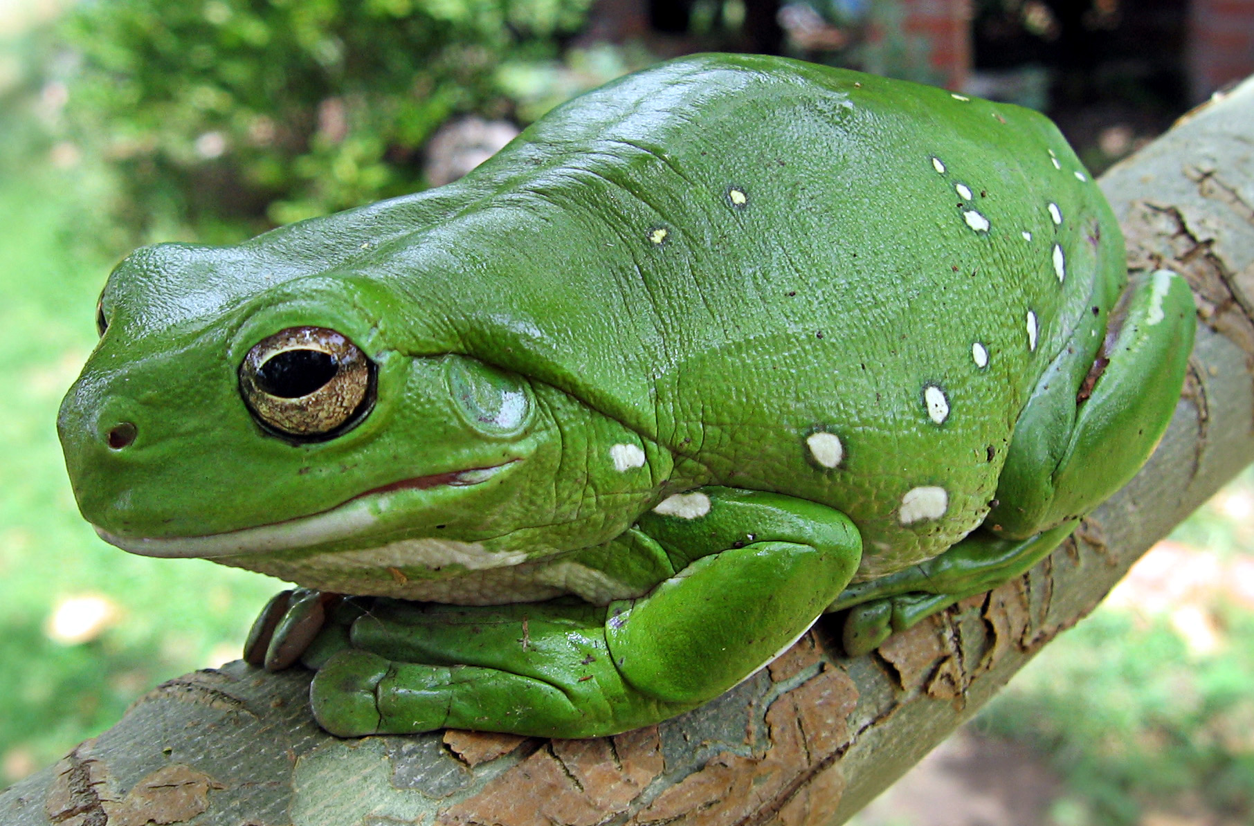 Free download wallpaper Animal, Tree Frog on your PC desktop