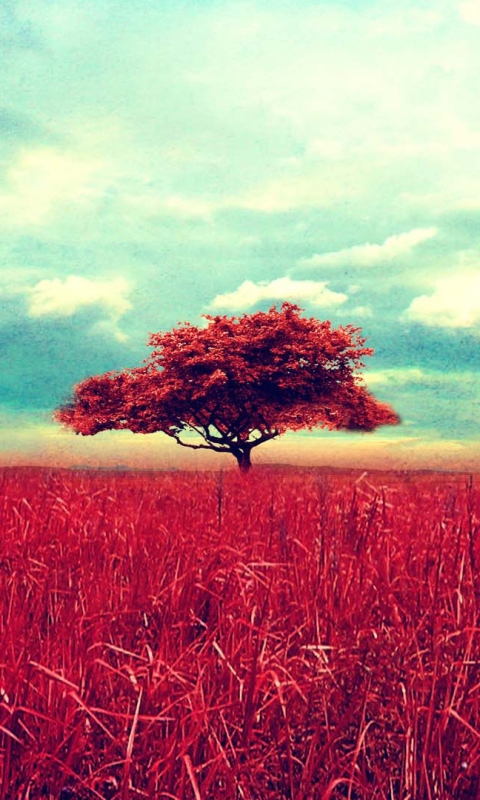 Download mobile wallpaper Nature, Trees, Tree, Fall, Earth, Field, Manipulation, Lonely Tree for free.