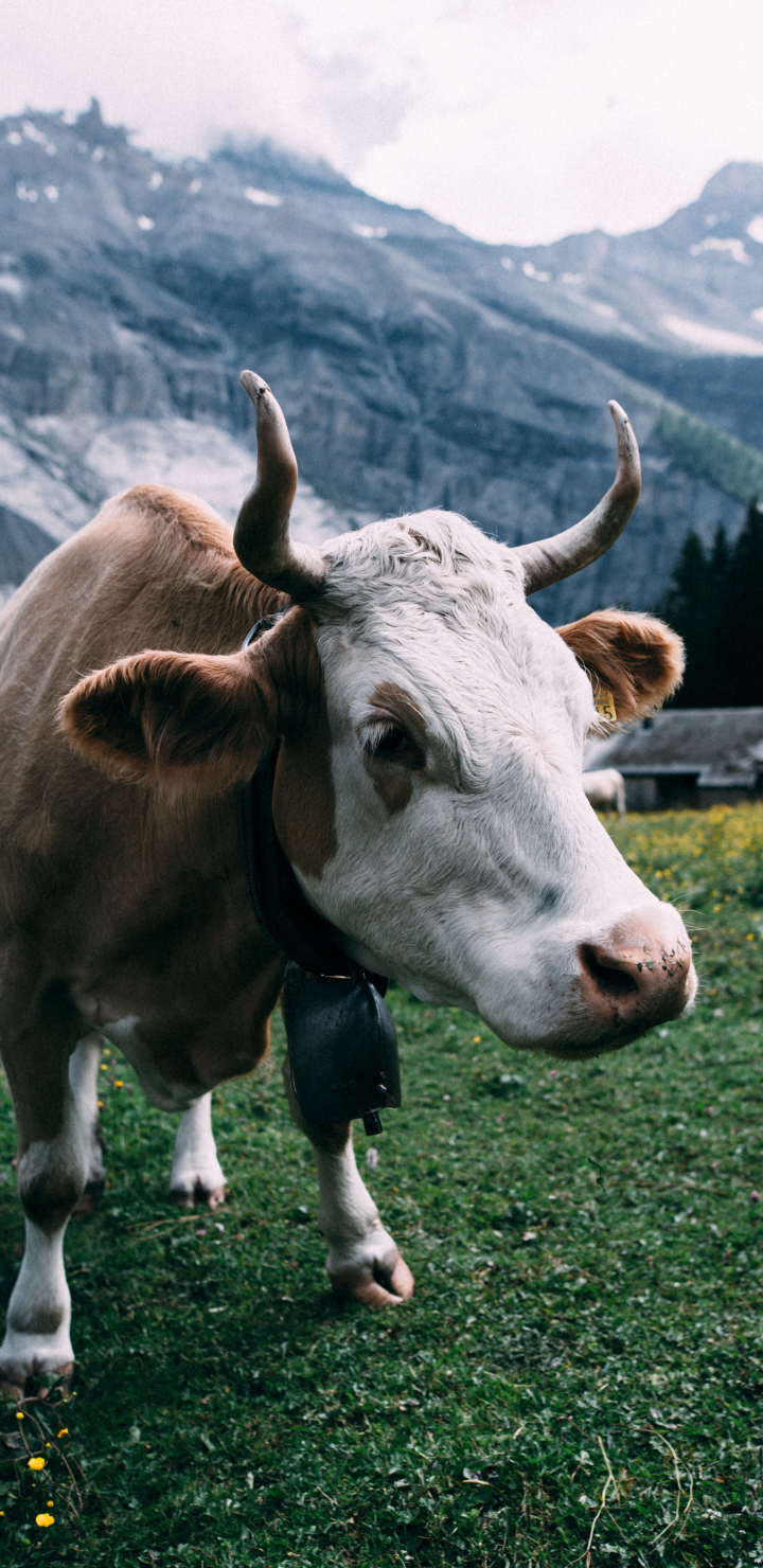 Descarga gratuita de fondo de pantalla para móvil de Animales, Vaca.