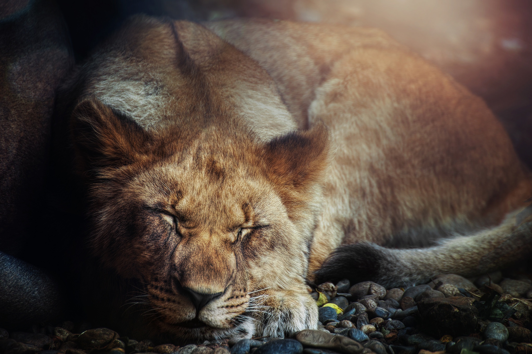 Free download wallpaper Cats, Lion, Animal, Sleeping on your PC desktop