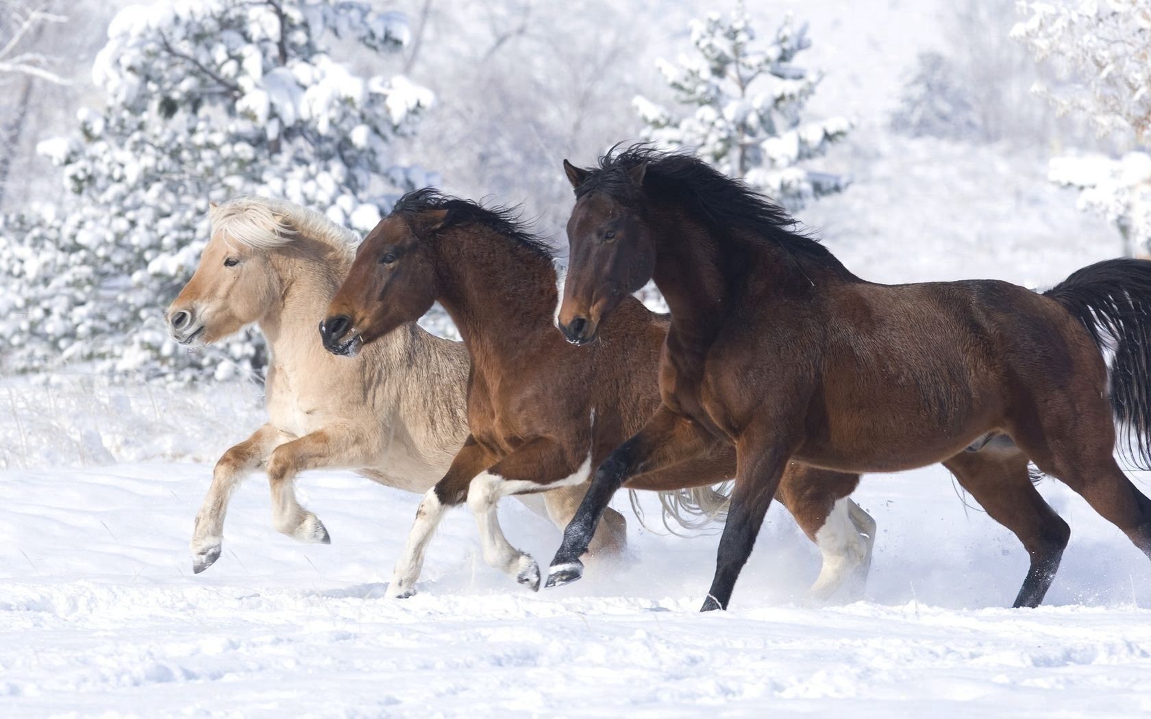 Free download wallpaper Animals, Running A Gallop, Running At A Gallop, Winter, Horses on your PC desktop