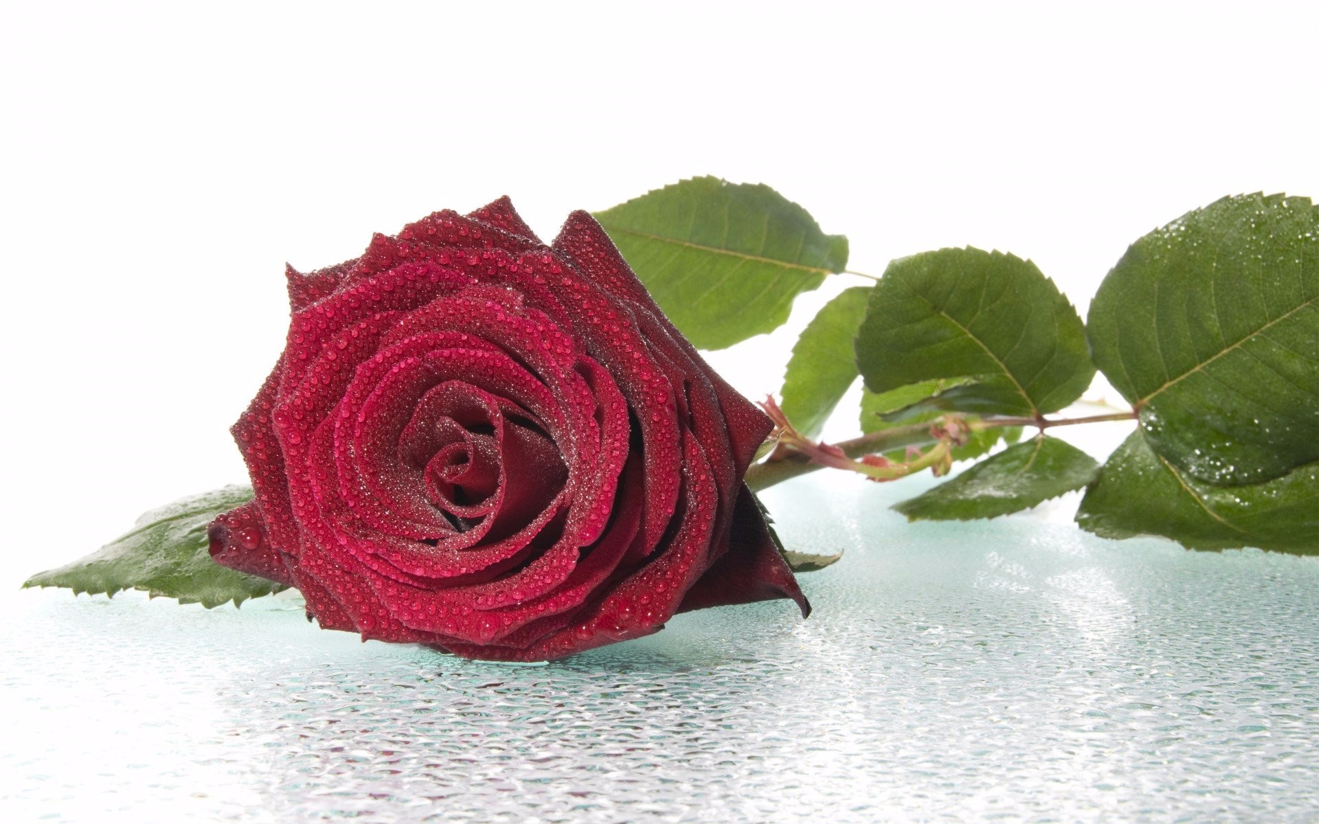Descarga gratis la imagen Flores, Rosa, Flor, Flor Roja, Tierra/naturaleza, Gota De Agua en el escritorio de tu PC