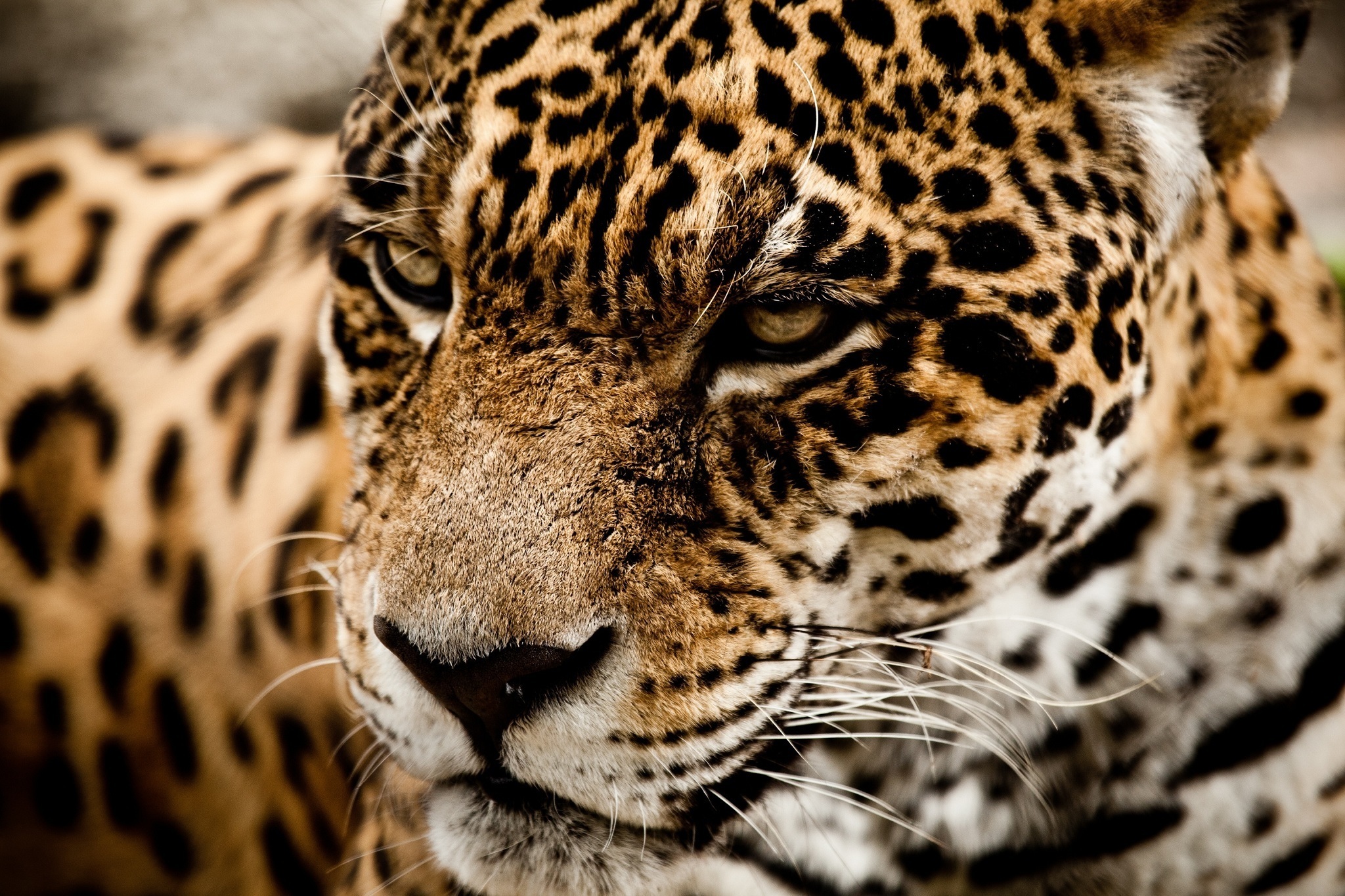 Handy-Wallpaper Jaguar, Katzen, Tiere kostenlos herunterladen.