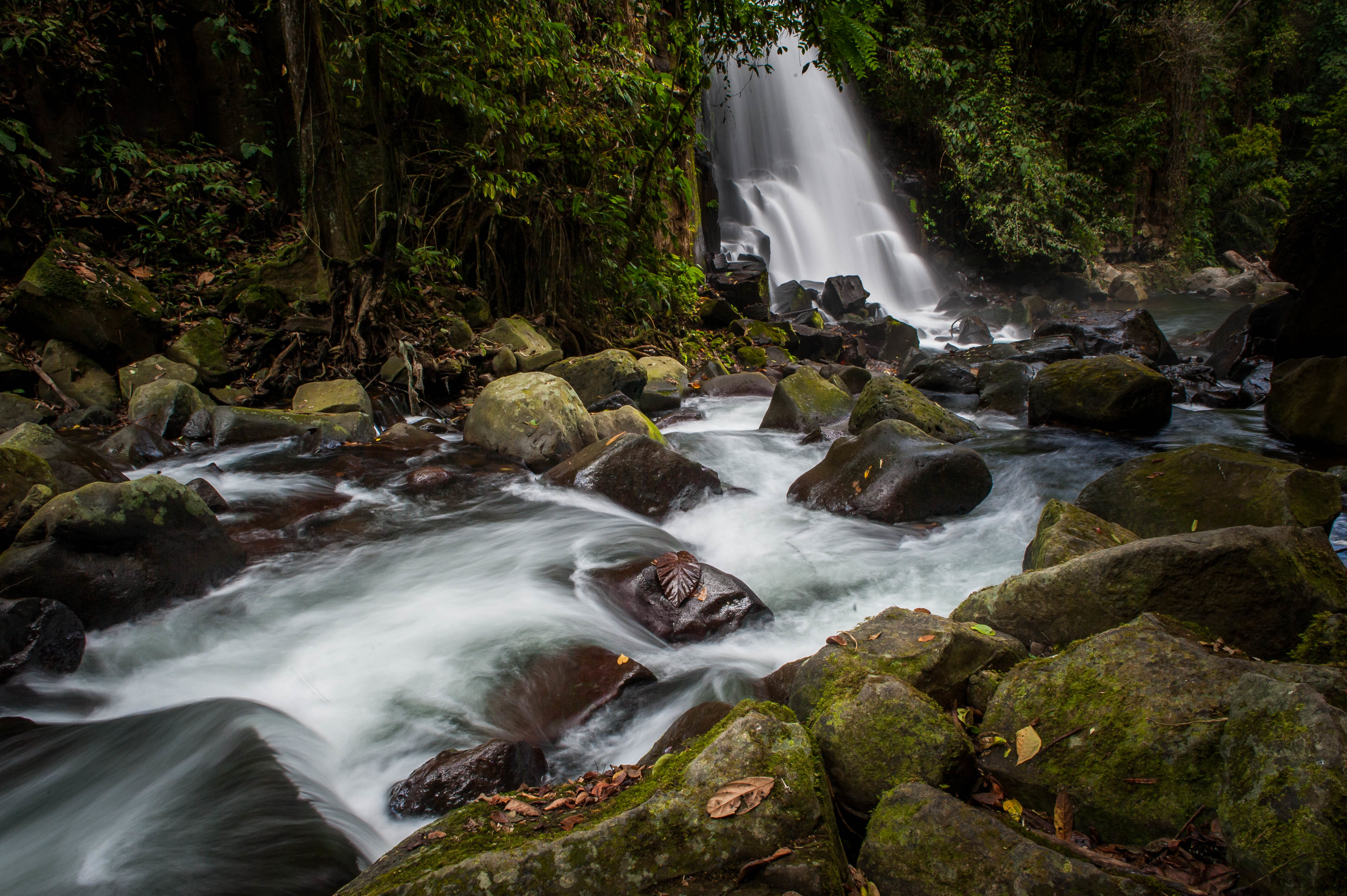 water, nature, trees, stones, waterfall, flow, moss, stream 4K, Ultra HD