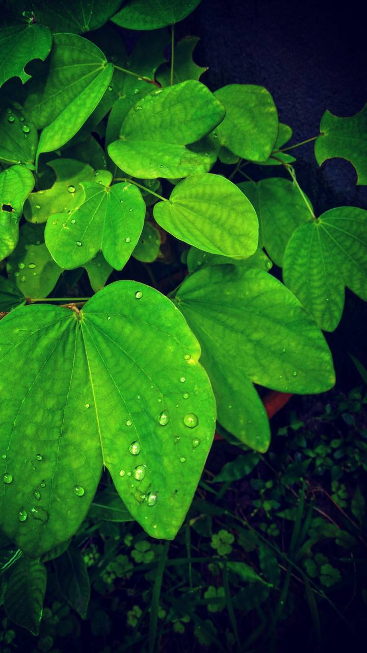 Download mobile wallpaper Plant, Leaf, Earth, Water Drop for free.