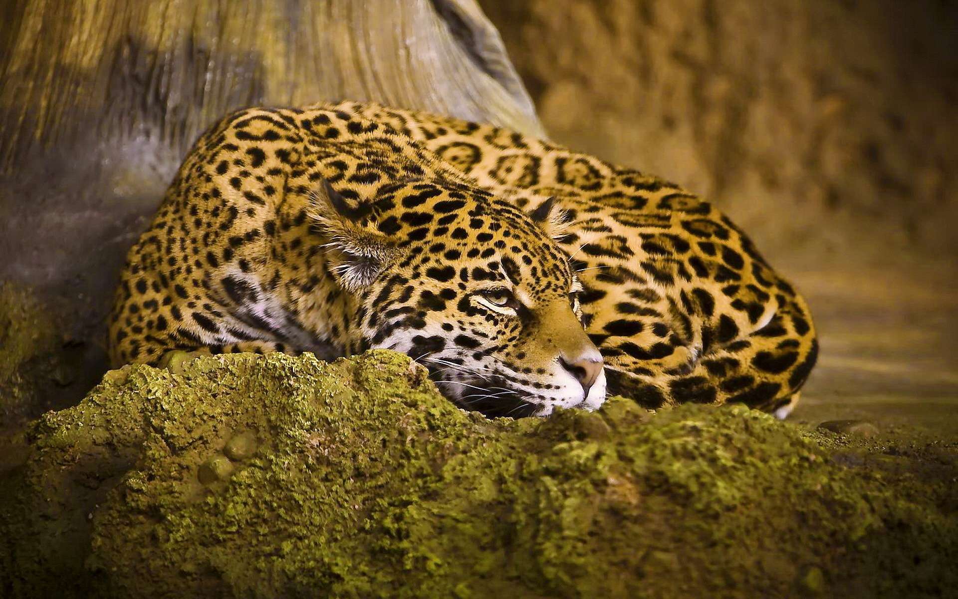 Handy-Wallpaper Jaguar, Katzen, Tiere kostenlos herunterladen.