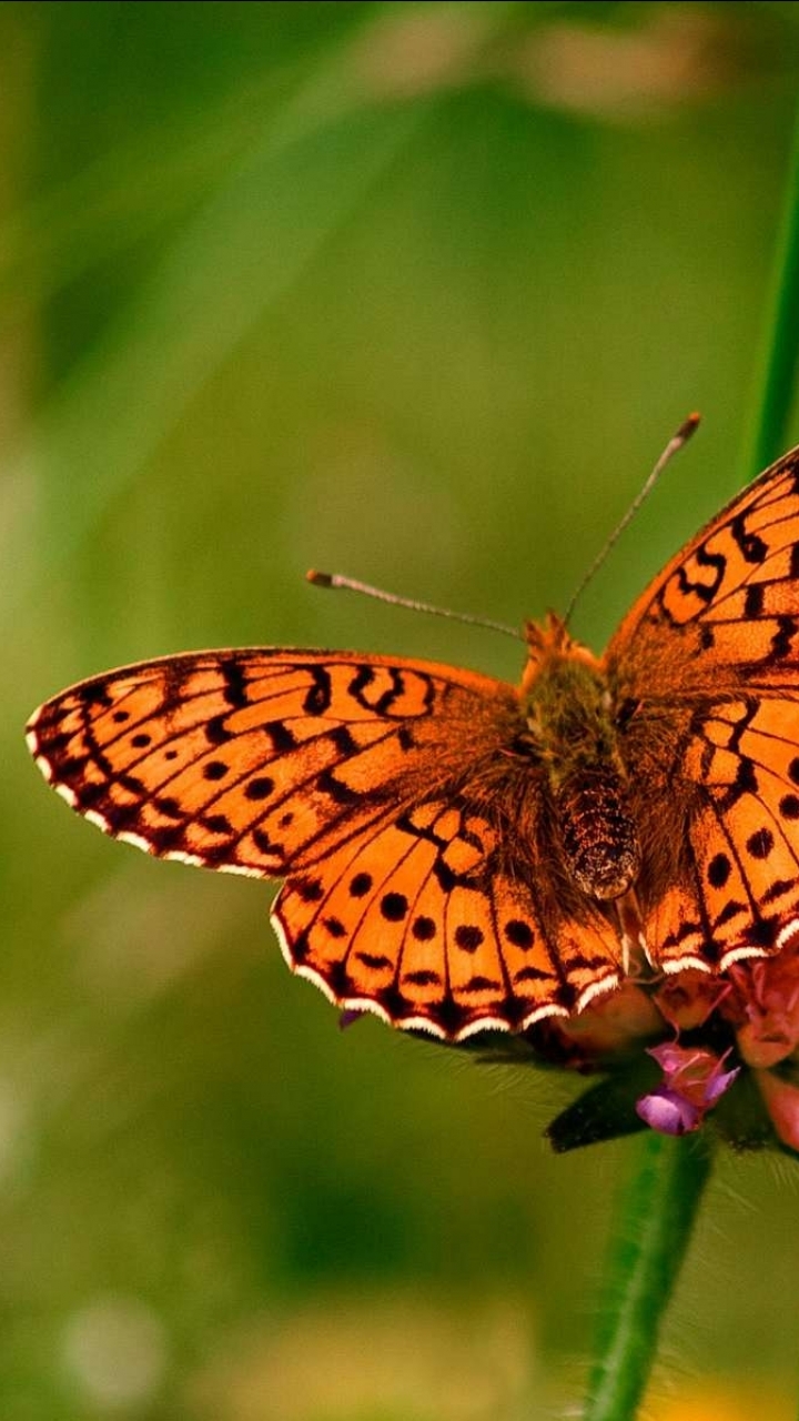 Download mobile wallpaper Butterfly, Animal for free.