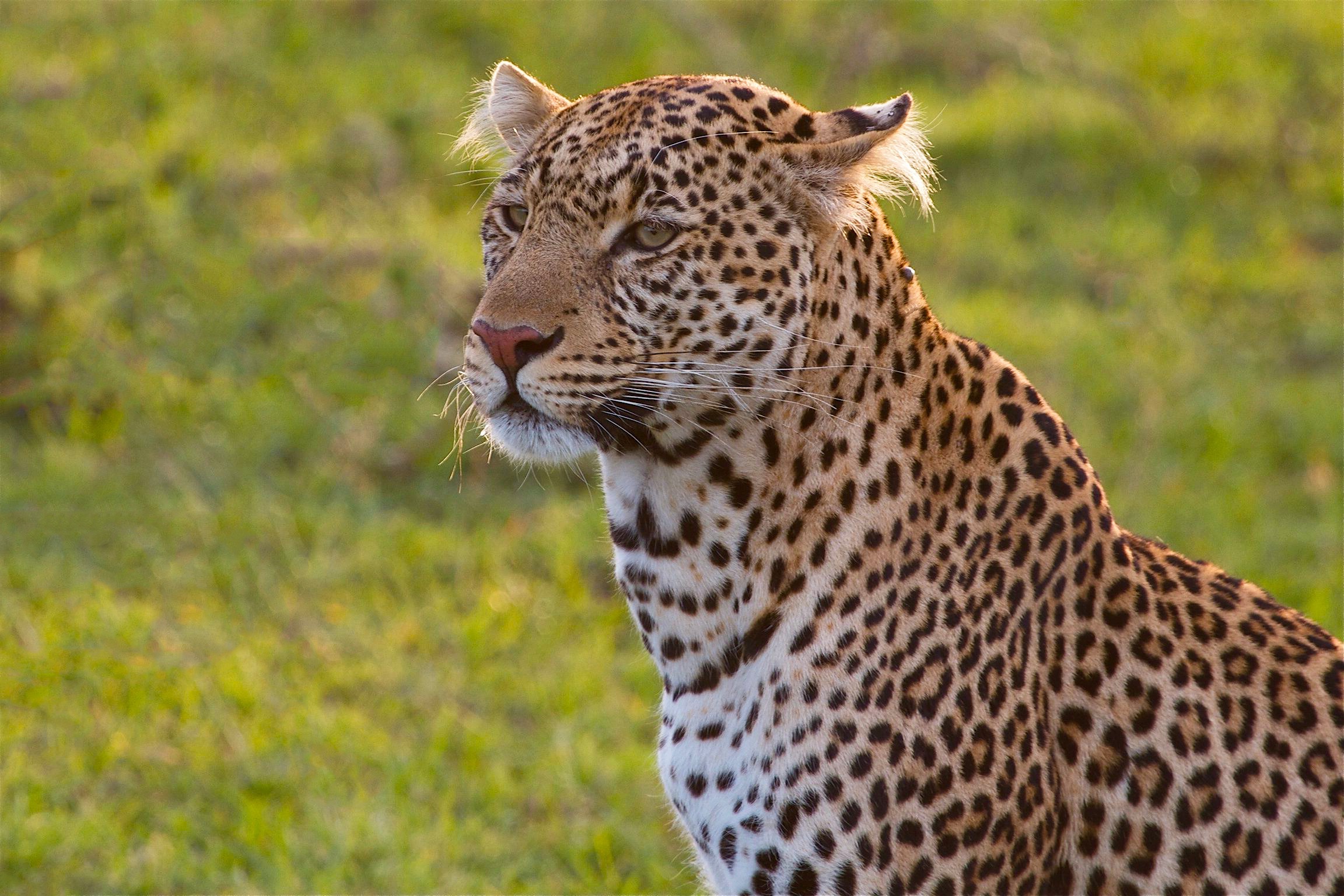 Baixar papel de parede para celular de Animais, Gatos, Leopardo gratuito.