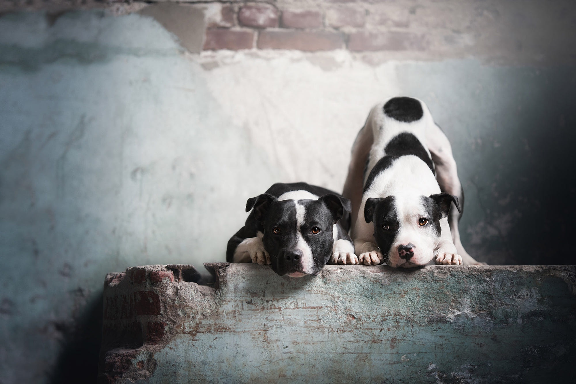 Download mobile wallpaper Dogs, Dog, Animal, American Pit Bull Terrier for free.