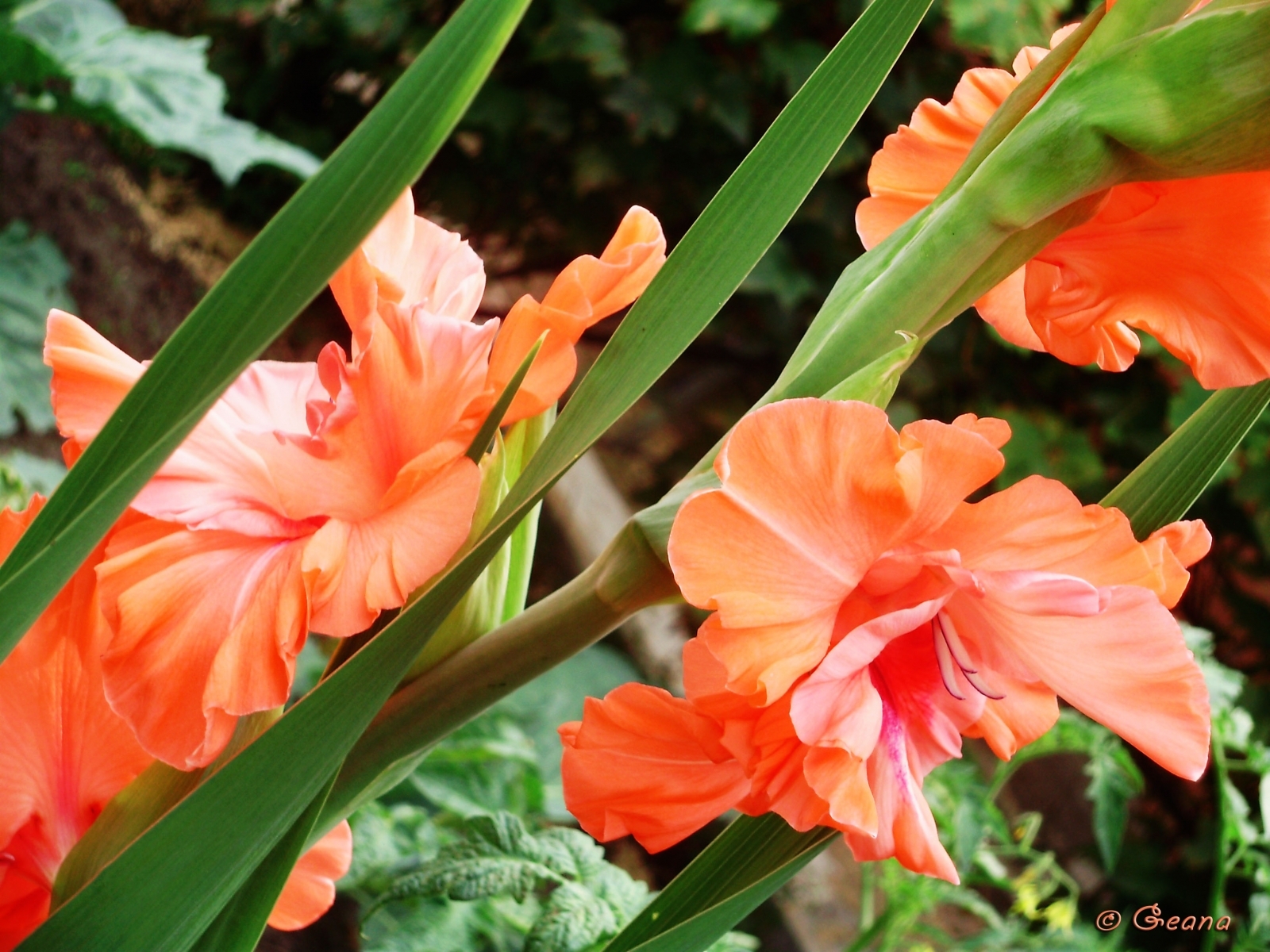 Laden Sie das Pflanzen, Blumen, Gladiole-Bild kostenlos auf Ihren PC-Desktop herunter