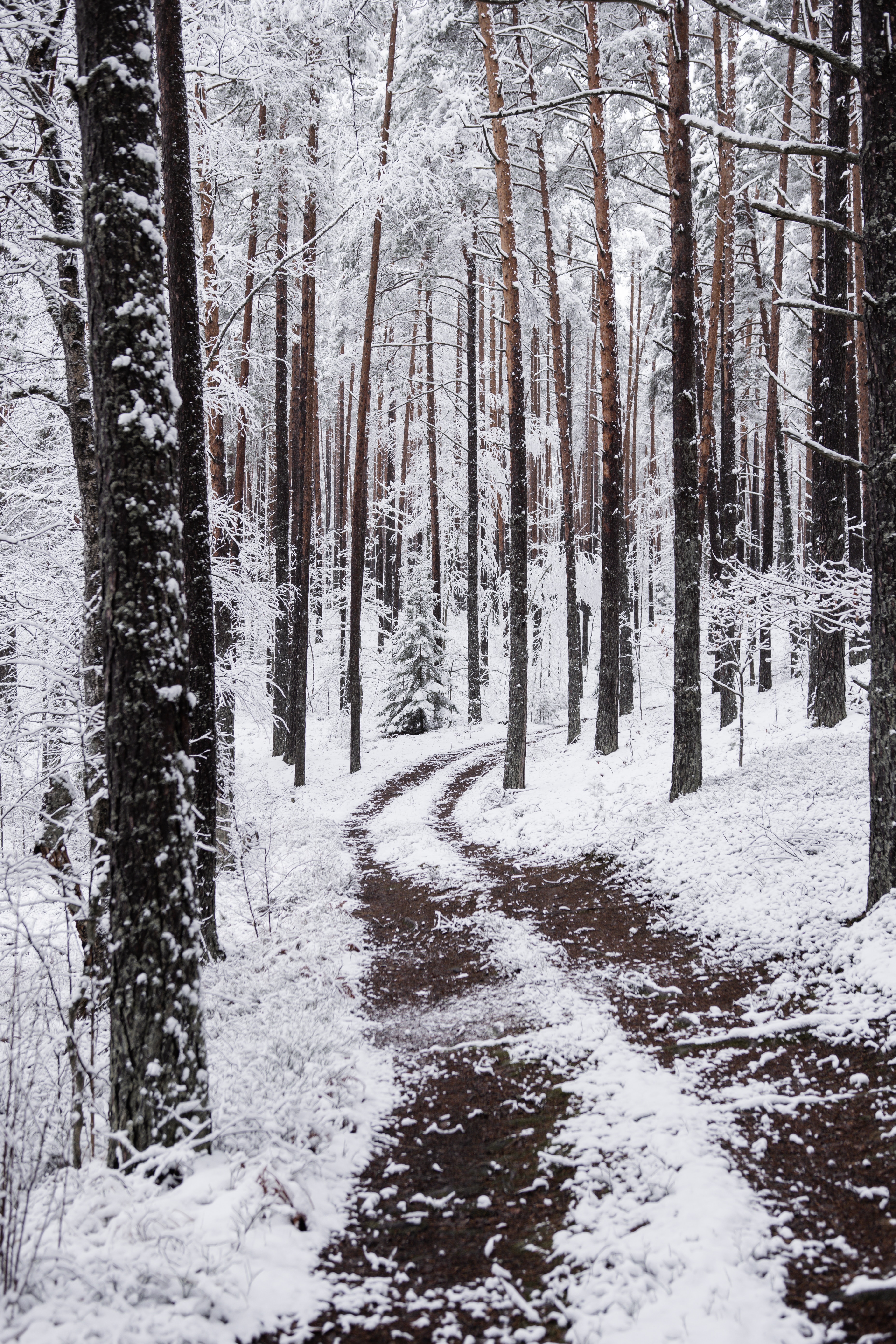 Download mobile wallpaper Path, Forest, Winter, Branches, Snow, Nature for free.