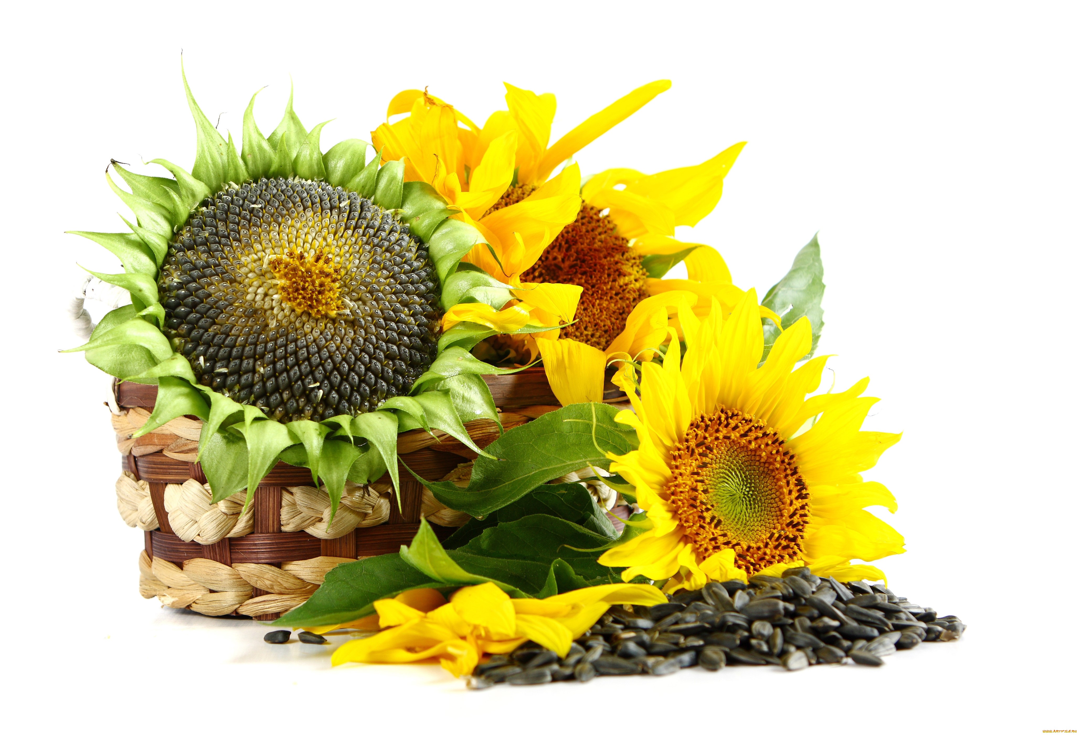 Handy-Wallpaper Sonnenblume, Blumen, Erde/natur kostenlos herunterladen.