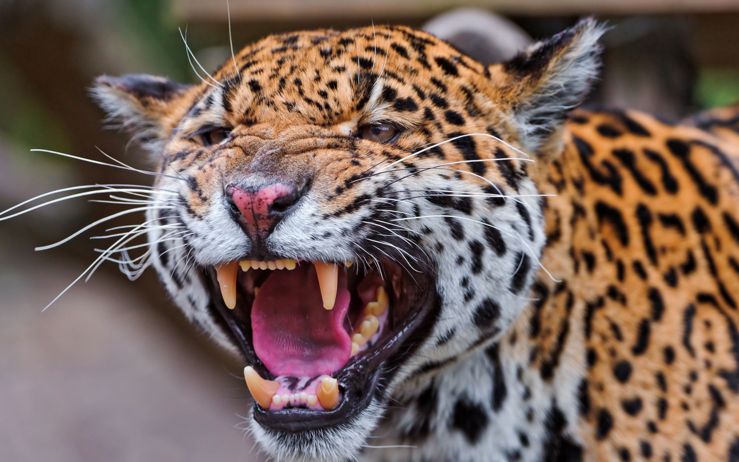 154100 descargar fondo de pantalla jaguar, depredador, animales, bozal, manchado, irregular, gato grande: protectores de pantalla e imágenes gratis