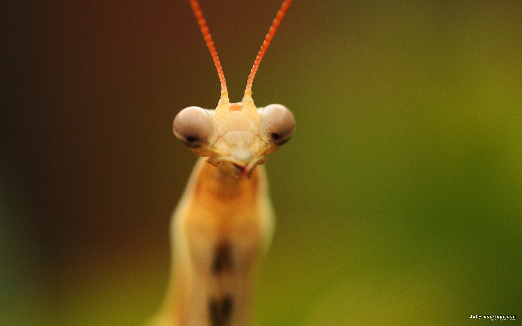 Laden Sie das Tiere, Insekten, Gottesanbeterin-Bild kostenlos auf Ihren PC-Desktop herunter