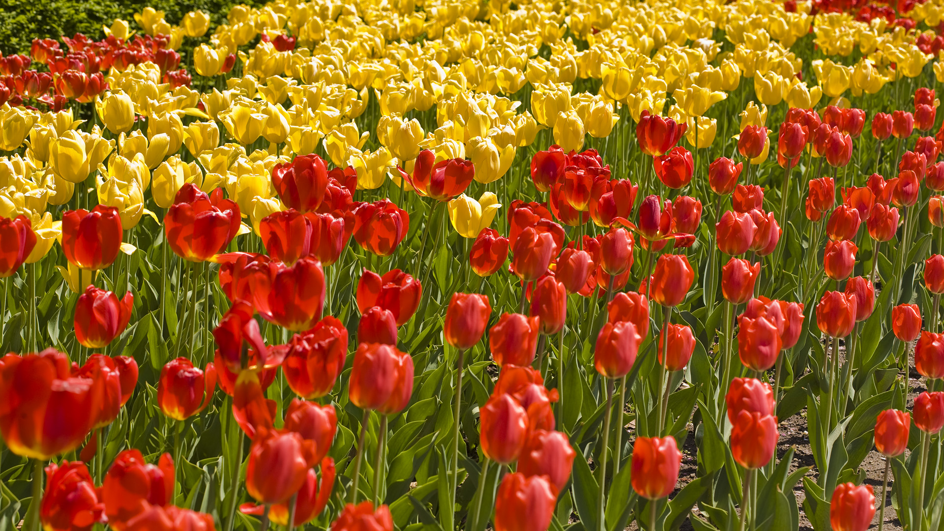 Download mobile wallpaper Tulip, Flowers, Nature, Flower, Earth for free.