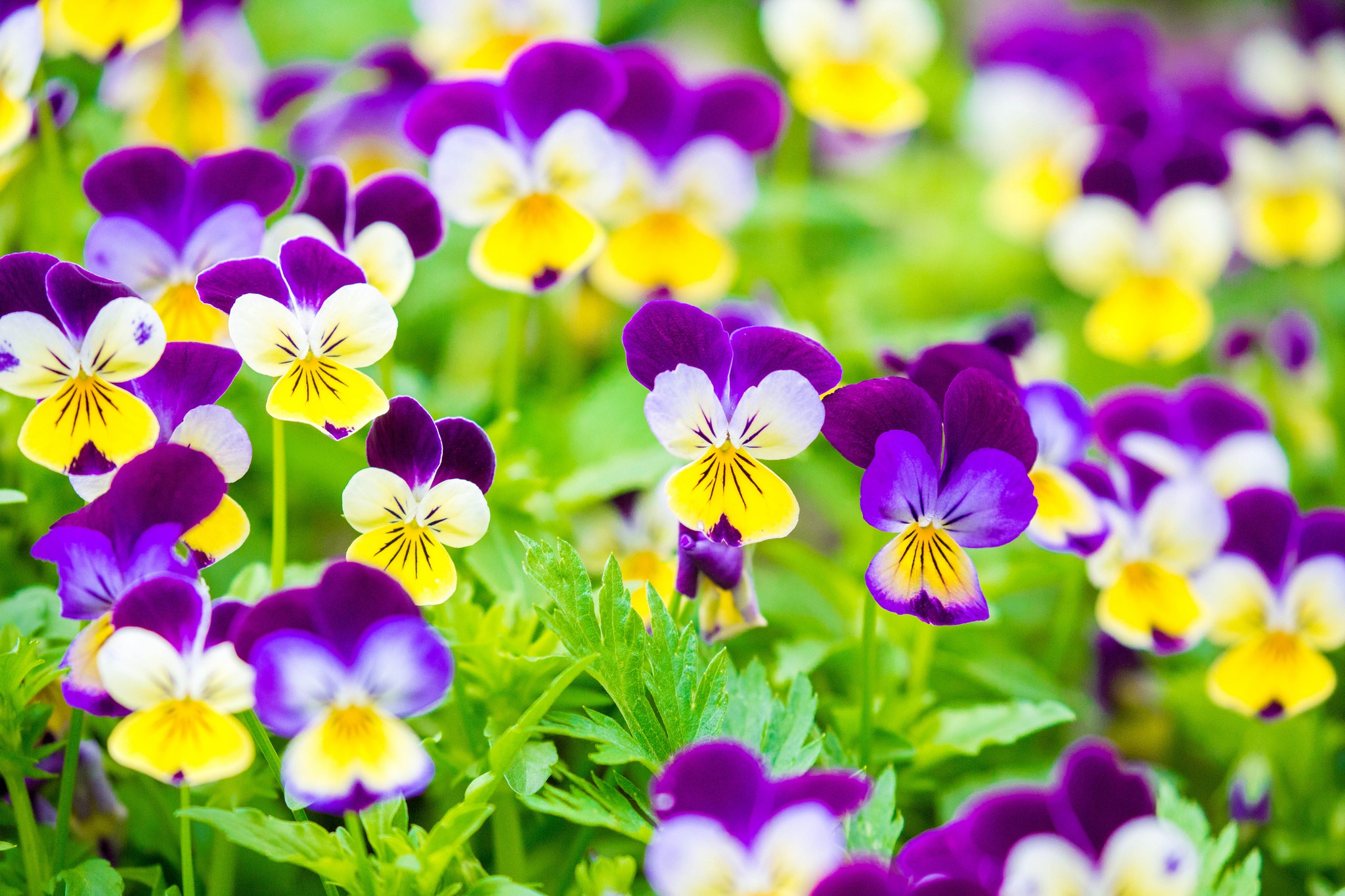 PCデスクトップに自然, フラワーズ, パンジー, 花, 地球, 紫色の花画像を無料でダウンロード