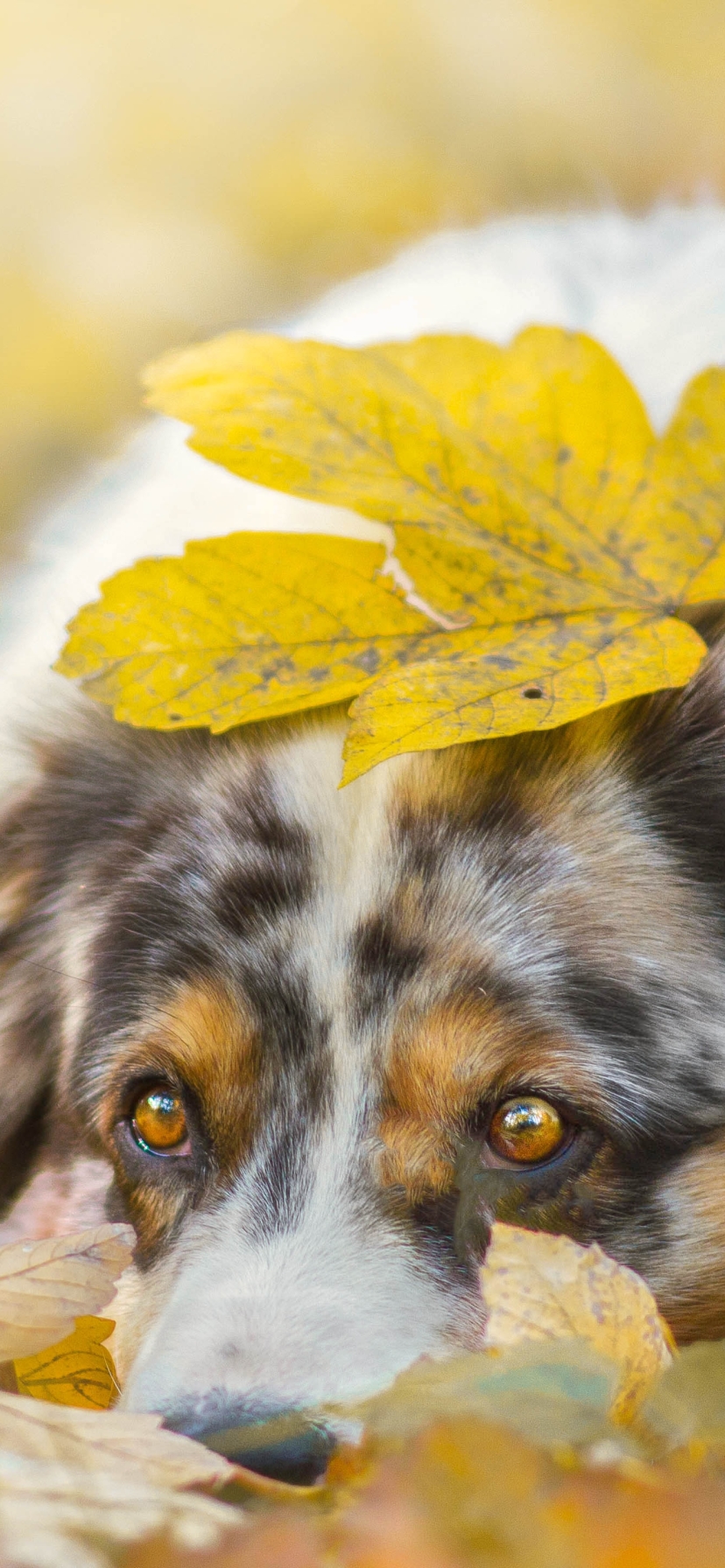 Download mobile wallpaper Dogs, Dog, Animal, Australian Shepherd for free.