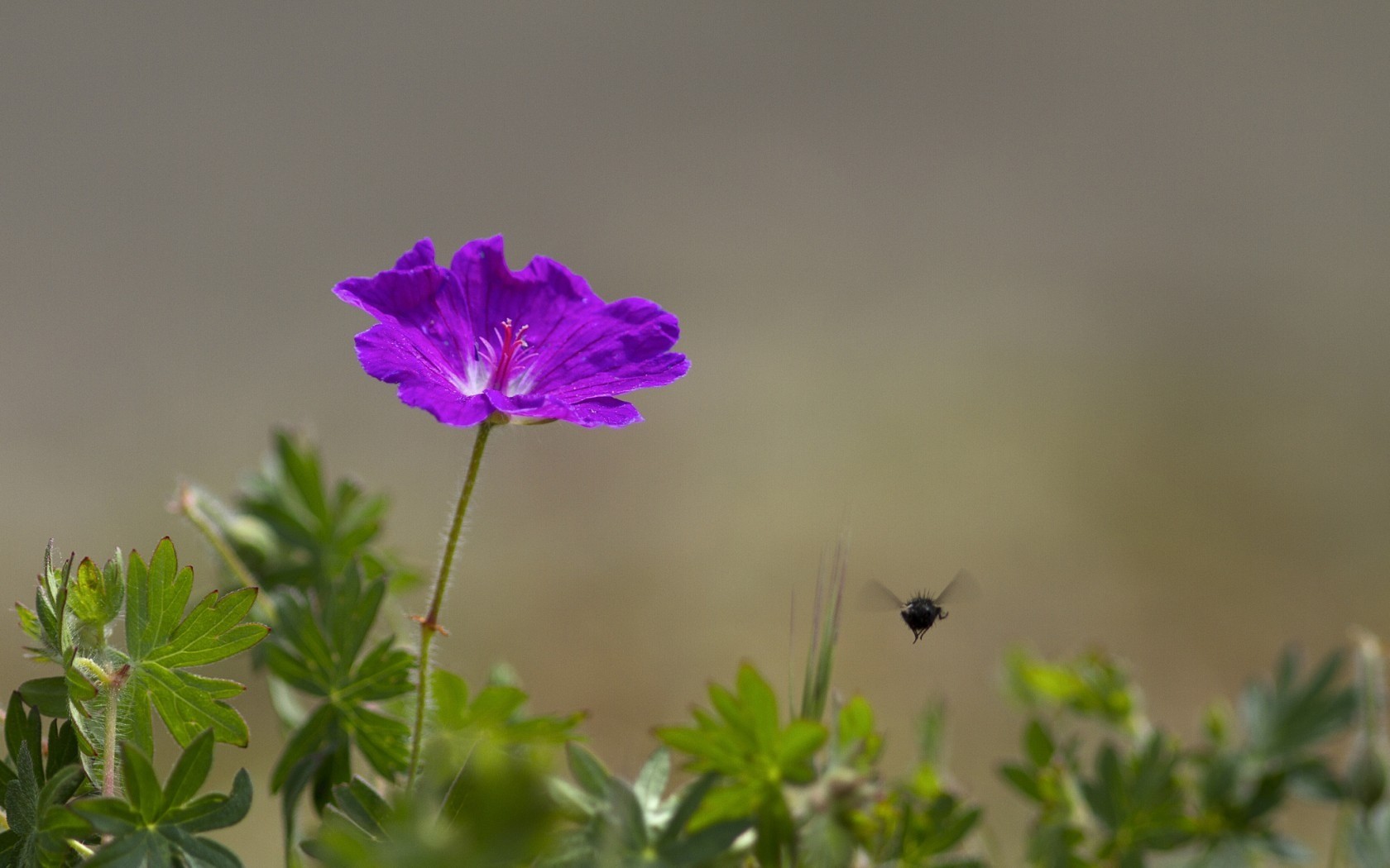 Free download wallpaper Flowers, Flower, Earth on your PC desktop