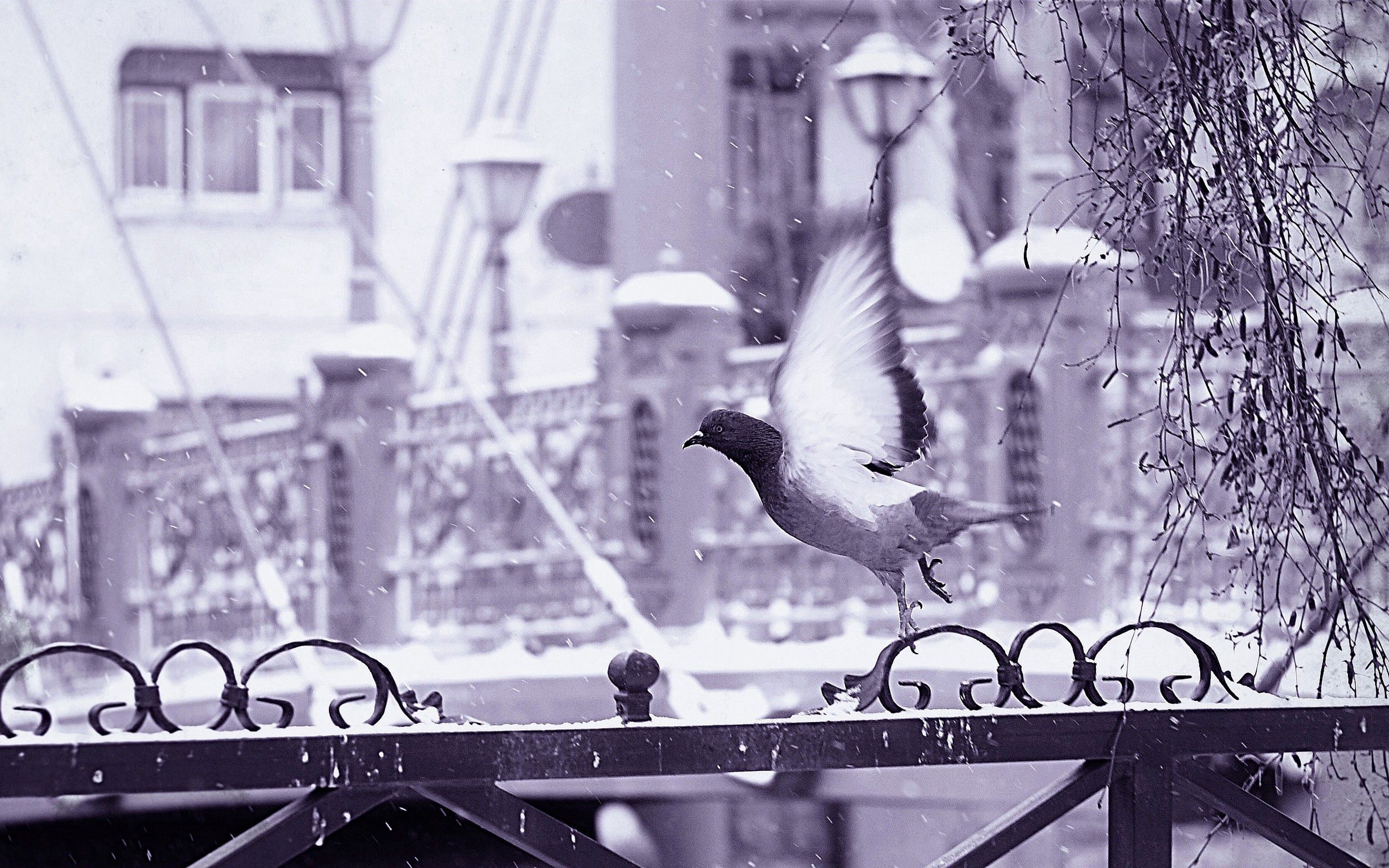 Download mobile wallpaper Animals, Fence, Snow, Flight, Bird, Wings for free.
